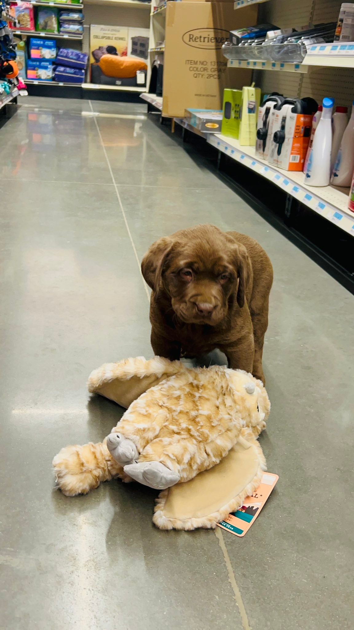 Blue Ridge Lane... - Blue Ridge Lane Labrador Retrievers