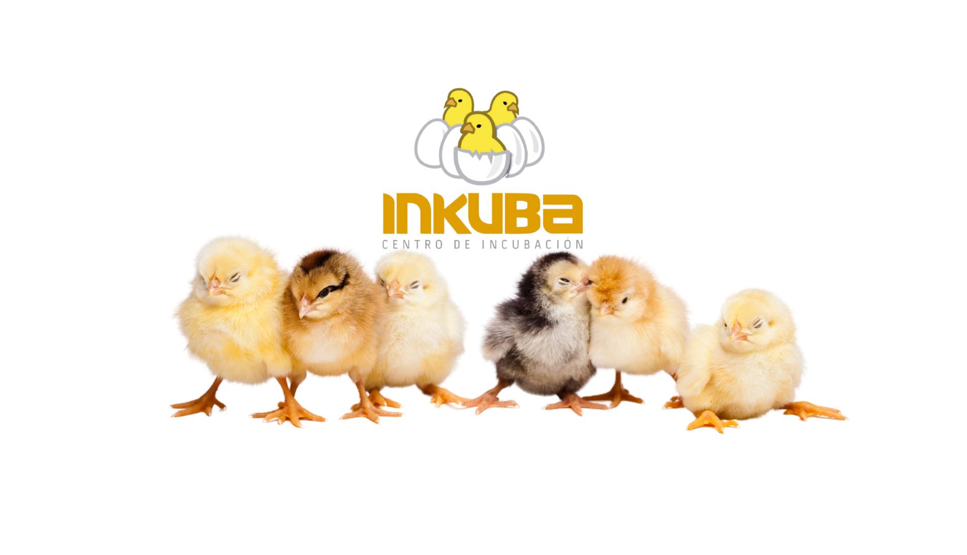 Inkuba | Tehuacán Centro