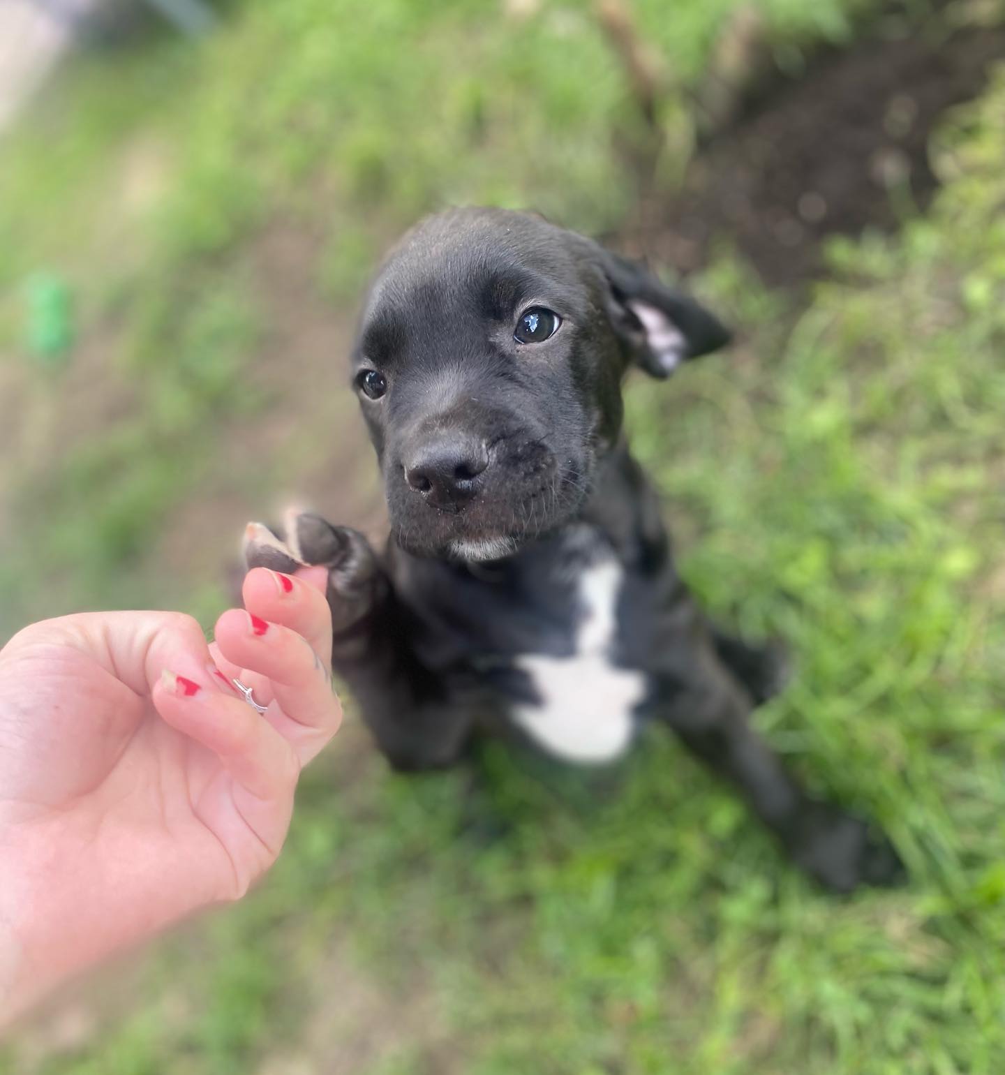 Victor up for adoption. 💜💜... - Wags & Wiggles Rescue | Facebook