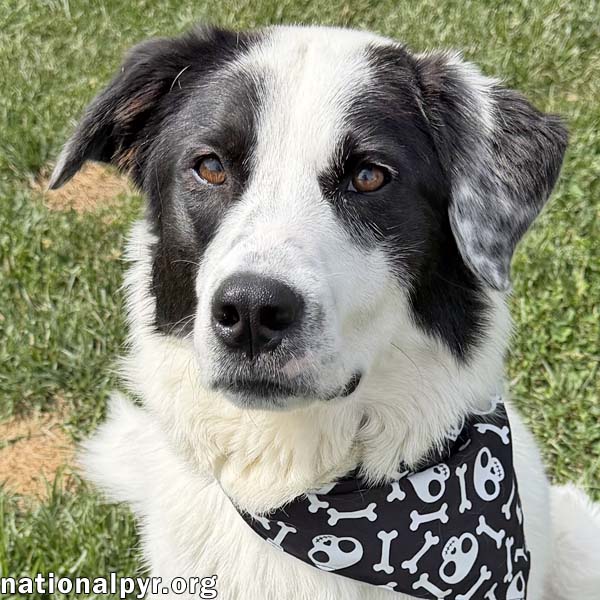 AVAILABLE FOR ADOPTION!*** Casanova in OH - World's Biggest