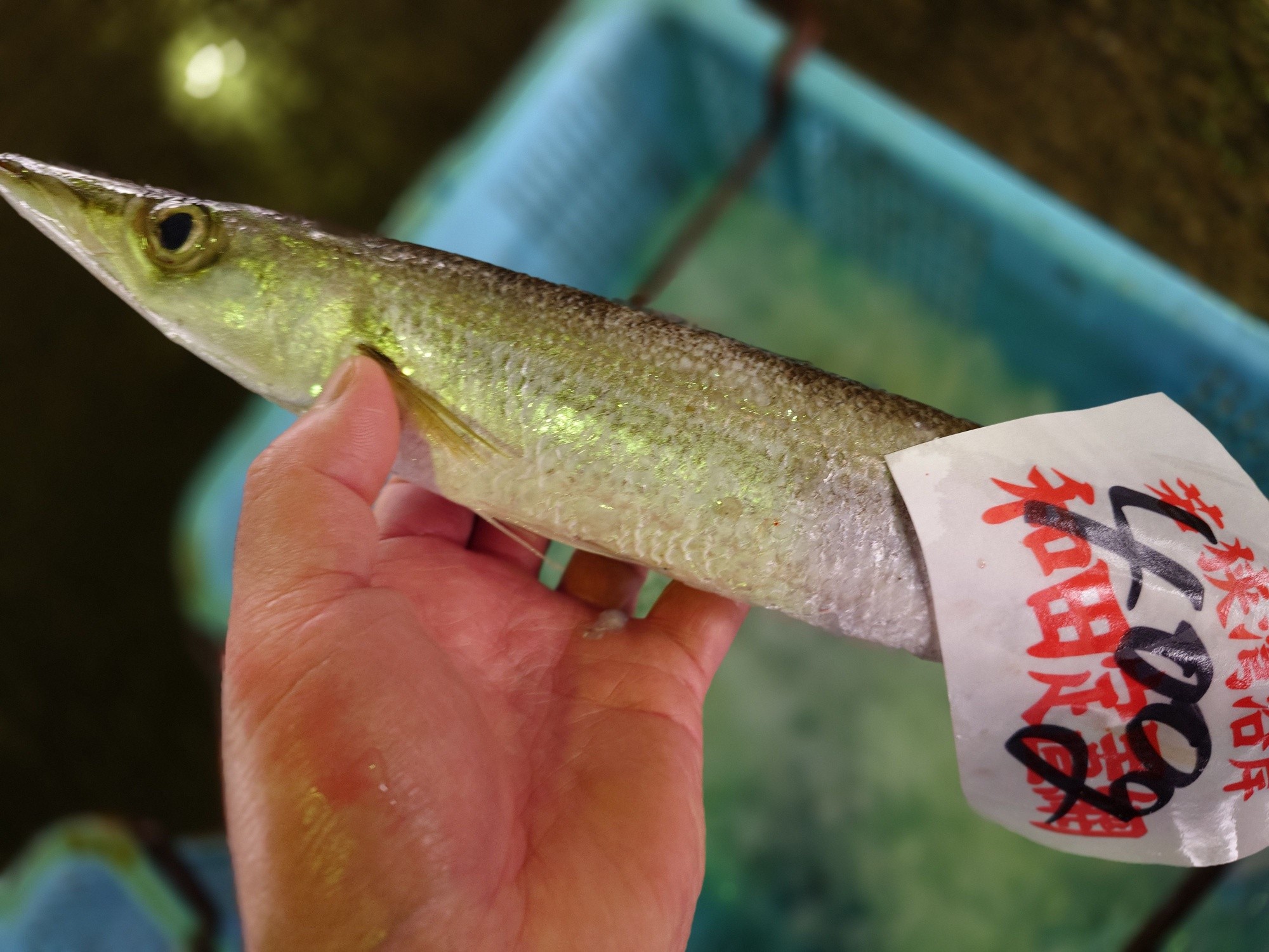 2026年9月25日 今日のお魚です 宜しくお願い致します🙇
