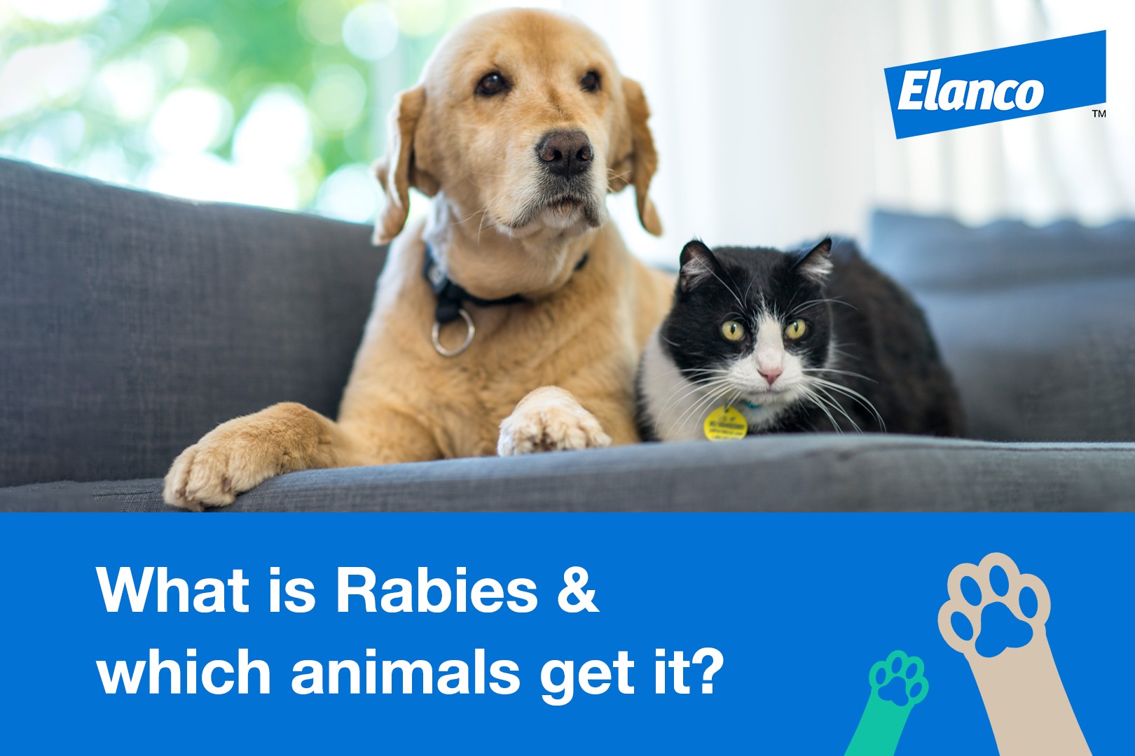 Elanco - The Rabies virus is a concern for Malaysians,... | Facebook