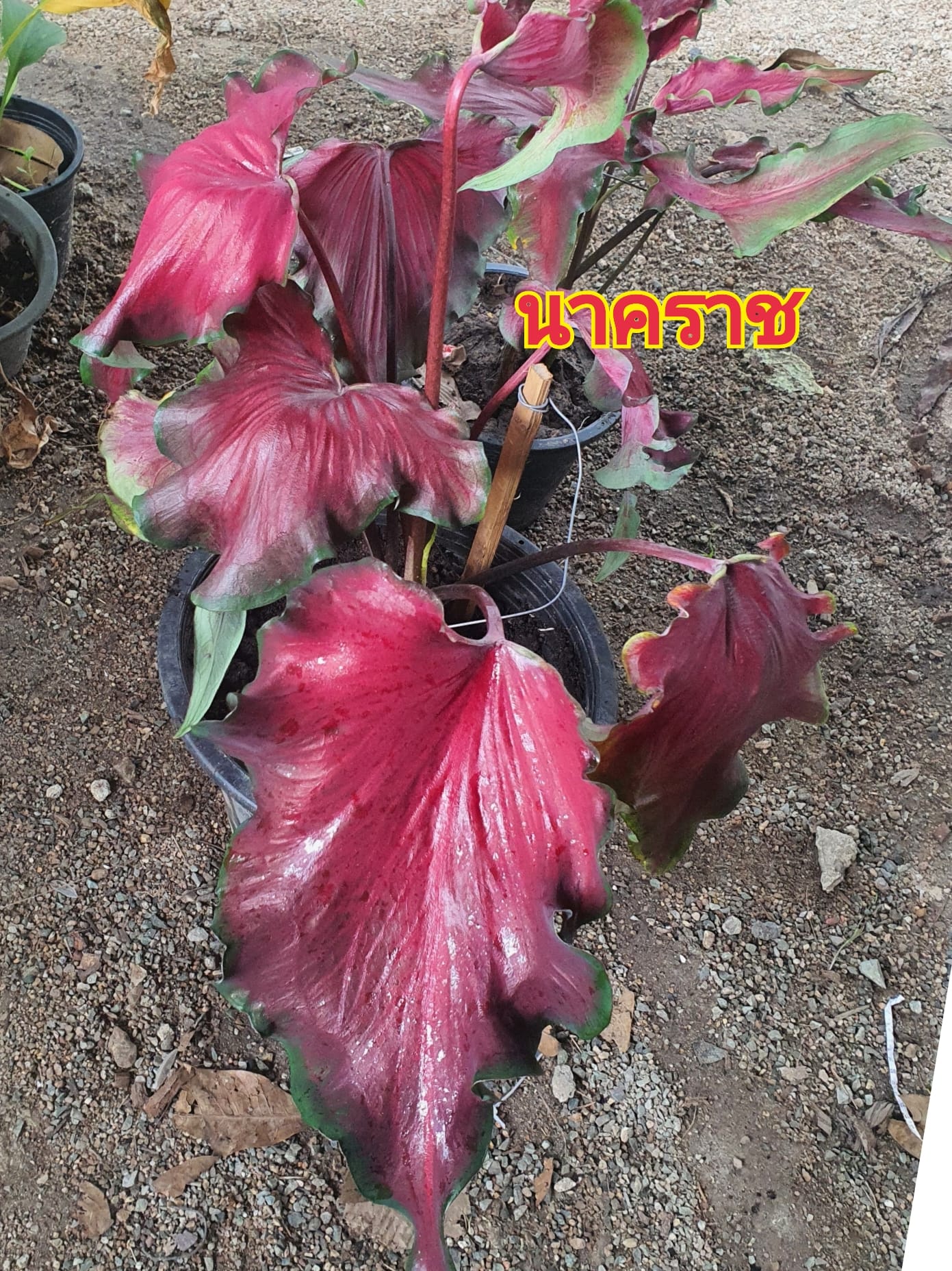 ขยายพ... - Variegated Plants Garden ไม้ด่าง ไม้ฟอกอากาศ ชลบุรี | Facebook