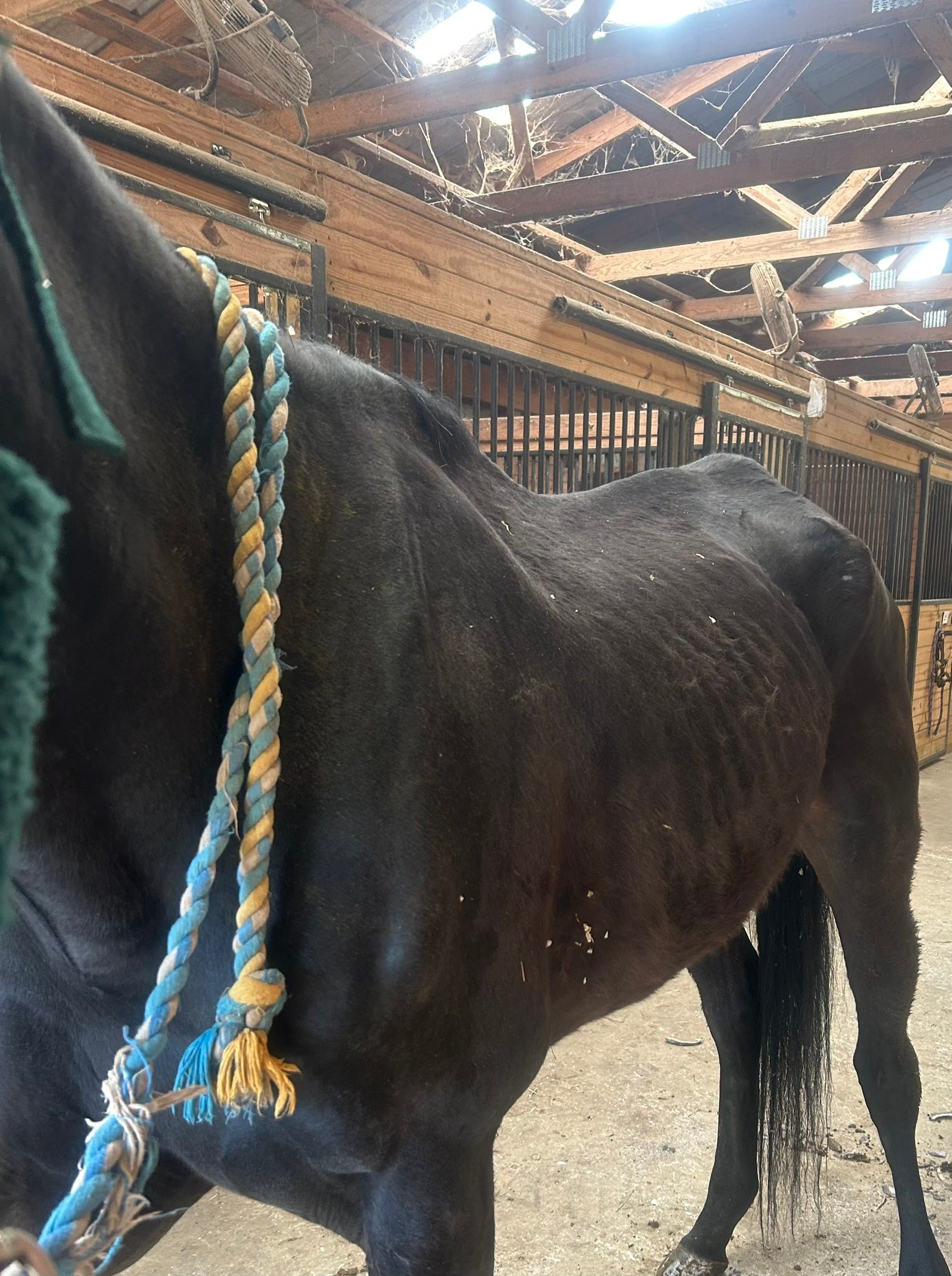 Ballyclare Farm... - Ballyclare Farm Off Track Thoroughbreds