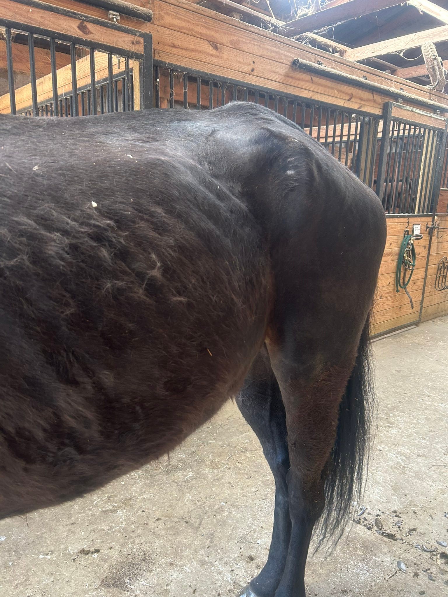 Ballyclare Farm... - Ballyclare Farm Off Track Thoroughbreds