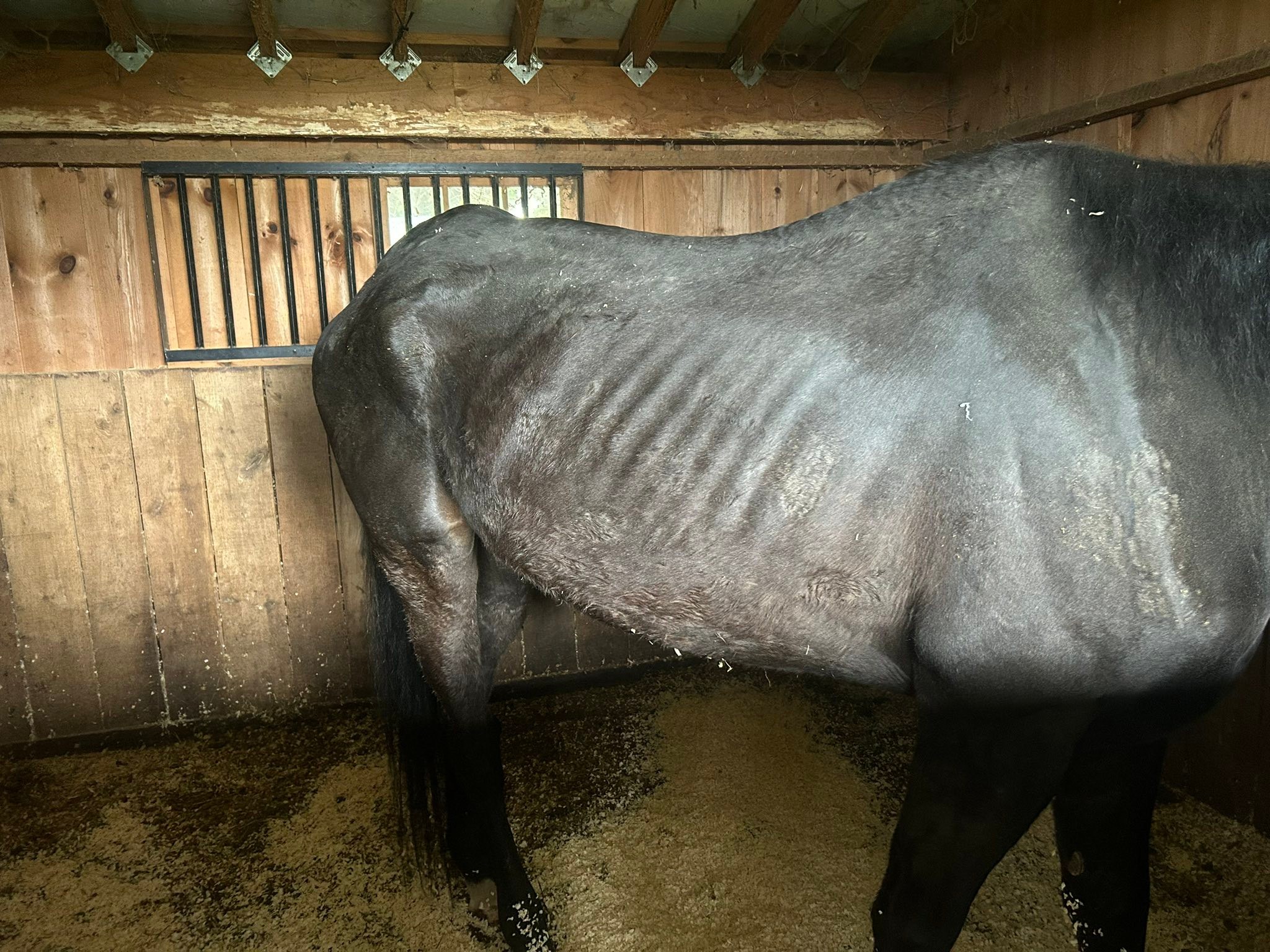 Ballyclare Farm... - Ballyclare Farm Off Track Thoroughbreds
