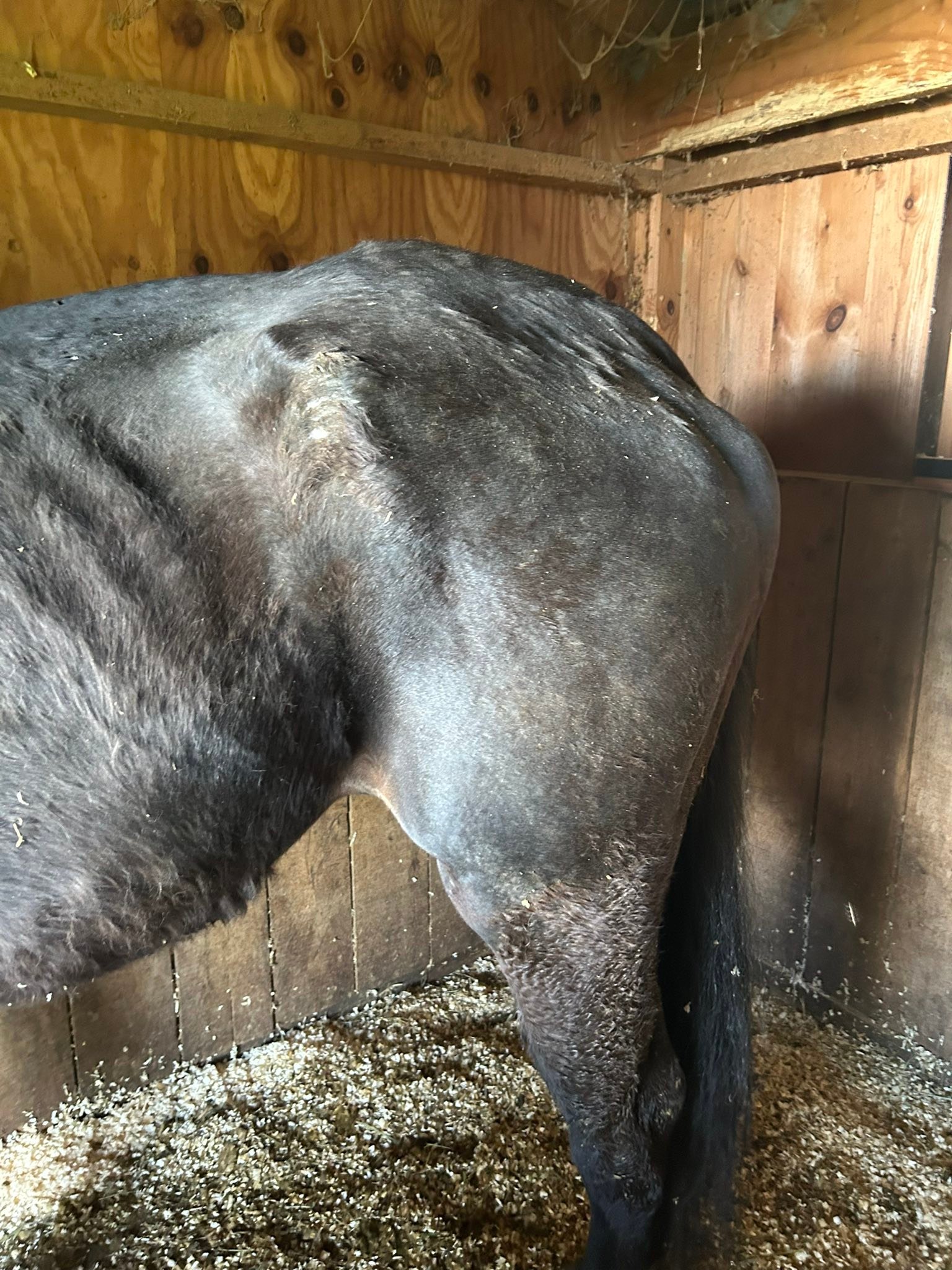 Ballyclare Farm... - Ballyclare Farm Off Track Thoroughbreds