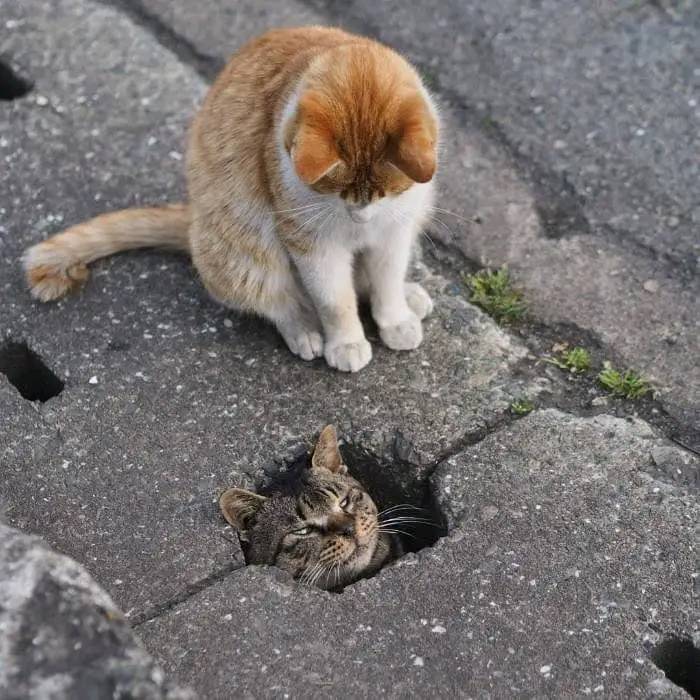 ヤパニ！ Cat – Fight Yapani!
