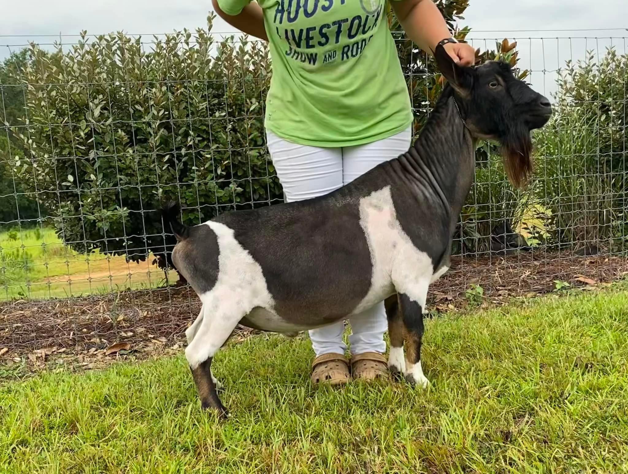 Rolling Thunder Ranch - Sire - Lil Journey Farm Holy Hoss (photo ...