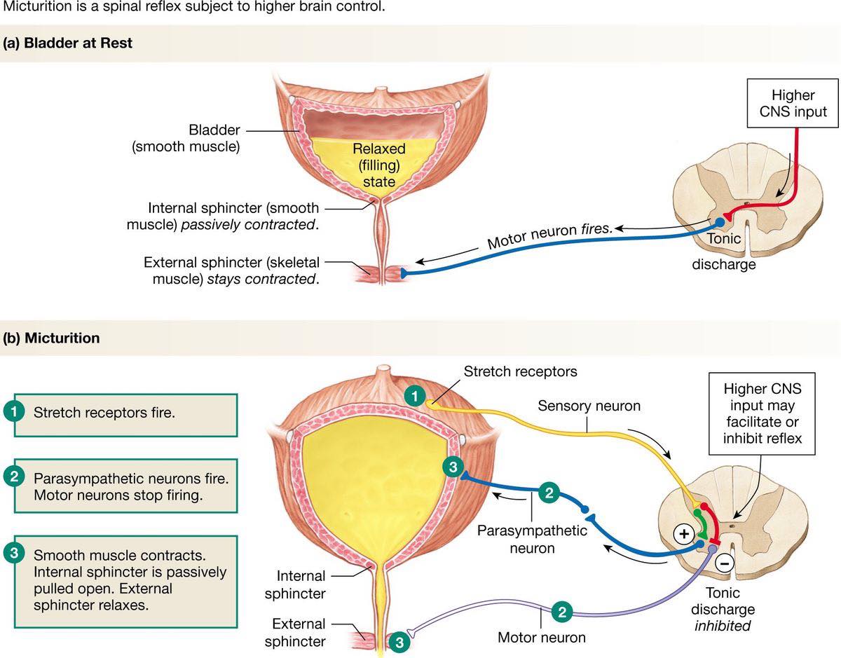 Human Anatomy Group | We usually just think of it as 