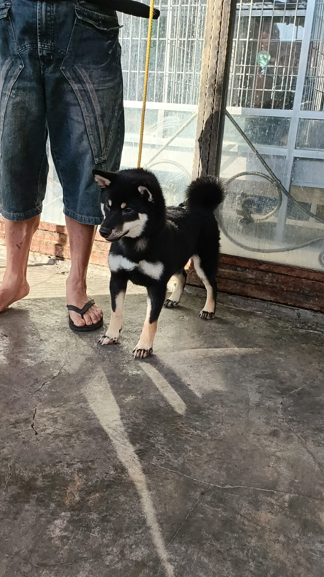 子玄莊柴犬秋田犬舍 - TKA柴犬單獨展會外賽 二月19日 日保審查員 崛 幸範先生...