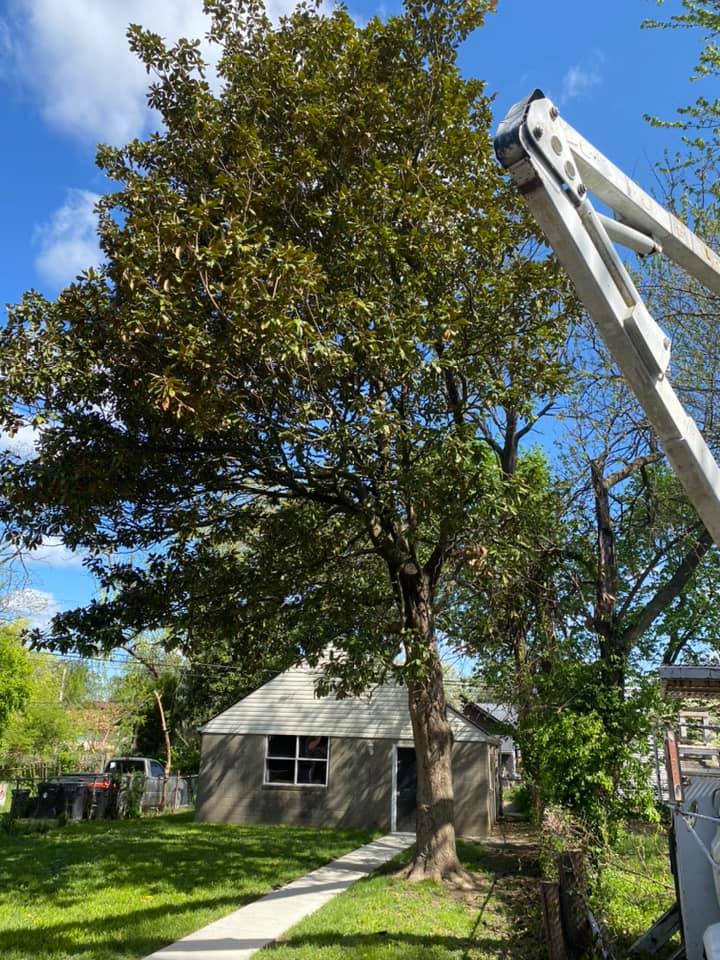 Legacy Tree Service | Louisville KY