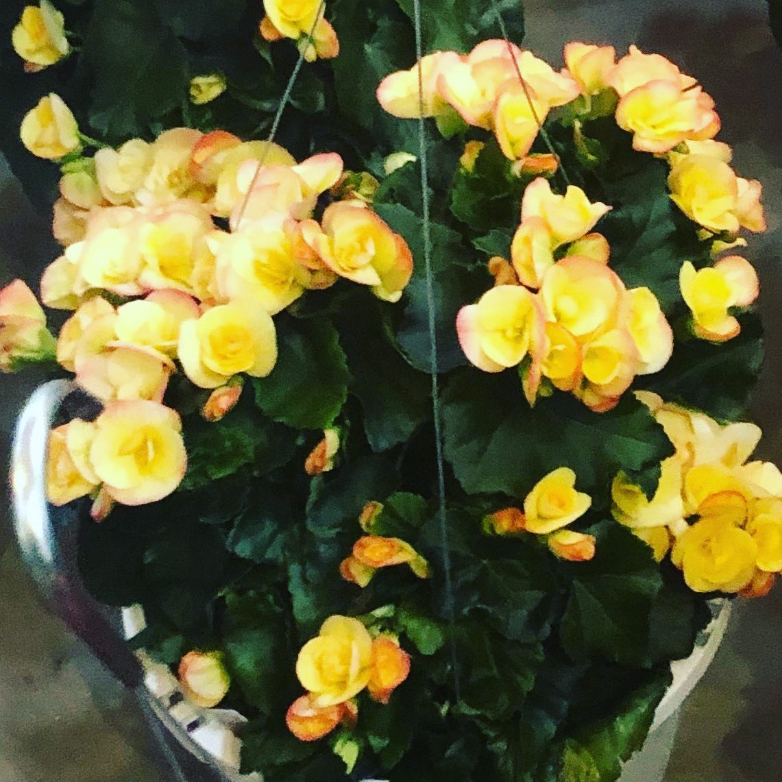 Five Buds Farm - New Mother’s Day hanging baskets have...