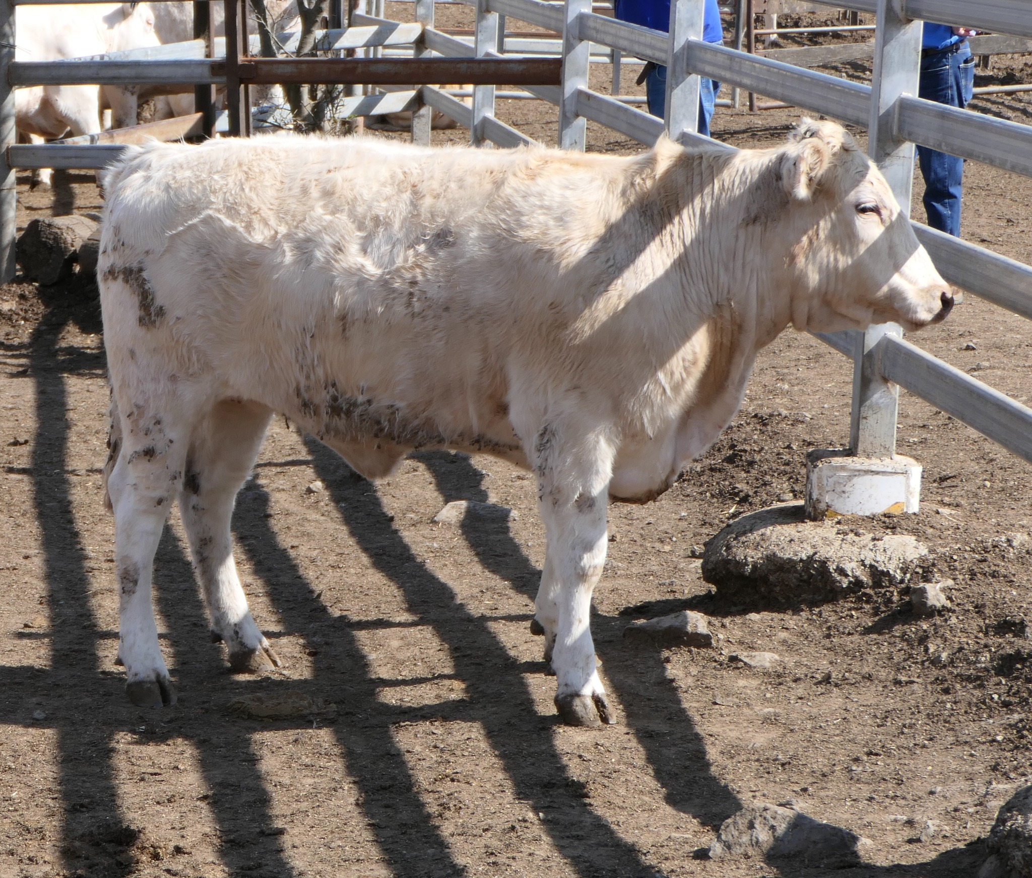 Appleton Cattle Company