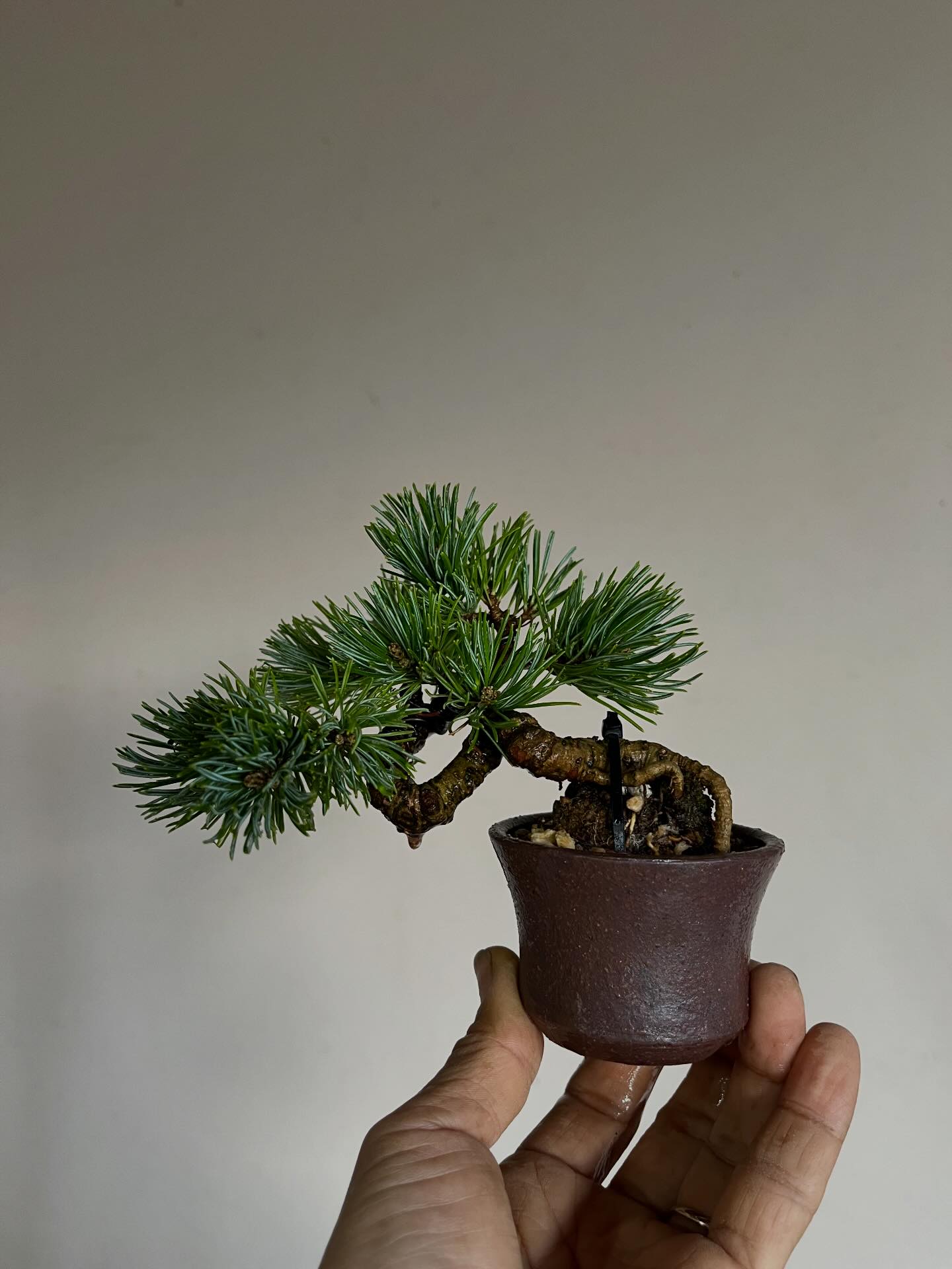 唐峰 植木鉢 盆栽鉢 箱付け 峰吾妻です。 鉢上げ後、小さい鉢に移すときが一番根がデリケートで