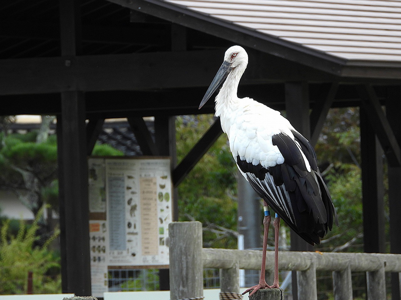 兵庫県立コウノトリの郷公園 Hyogo Park of the Oriental White Stork