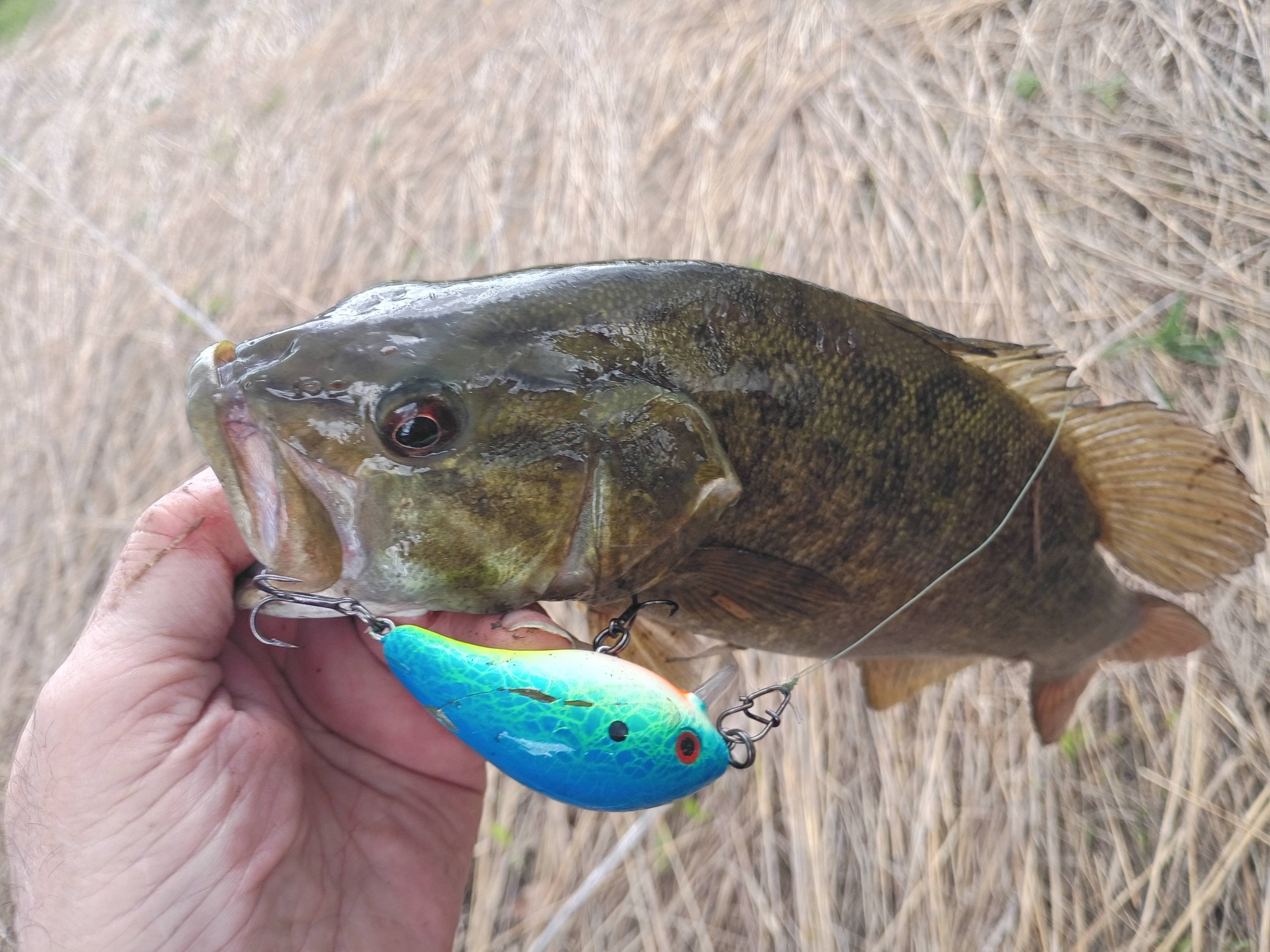 des plaines river fishing lures Legend The Plow – Team Rhino Outdoors LLC designed with renowned angler First Des Plaines Pike :