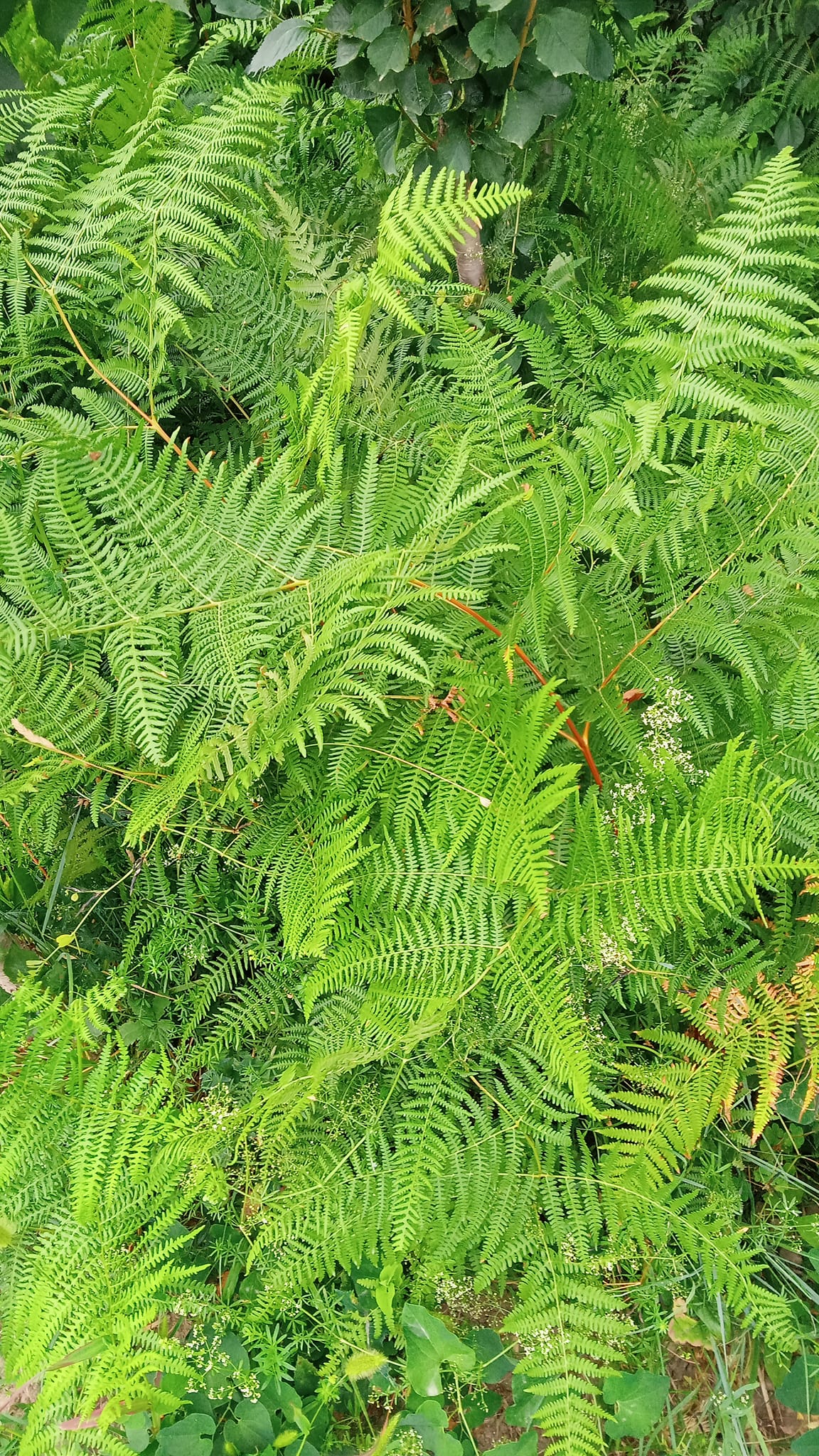 Prepoznajmo biljke zajedno! | Bujad, orlova paprat, pteridium aquilinum ...