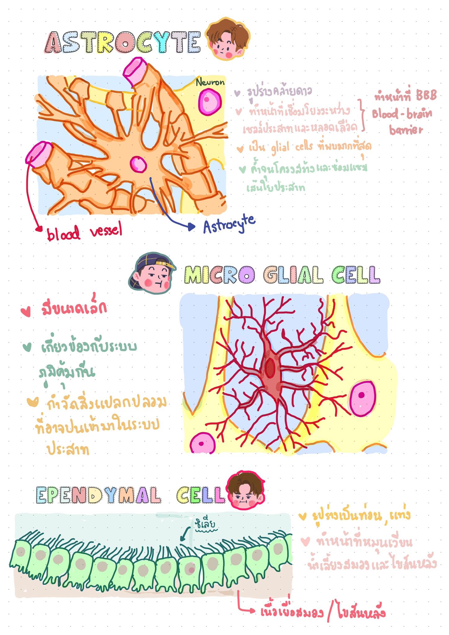 Dear biology - 🍄 neuroglia (glia cell) •... | Facebook