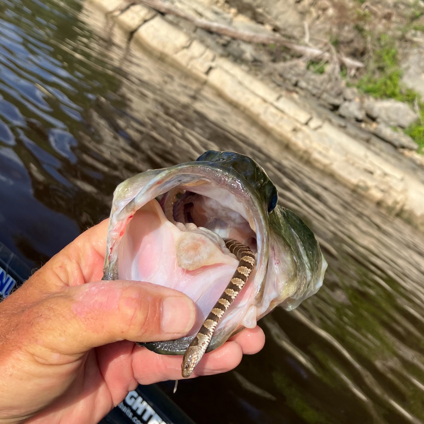 bass fishing with snake lure Savage Gear 3D Wake : Rattle Snake; 12 in the Savage Gear 3D Snake Wakebait delivers a unique topwater presentation that capitalizes on the opportunistic nature of big bass.Savage GearLengthWeightDepth3D Snake81oz0 8 Bass Fishing Lures That
