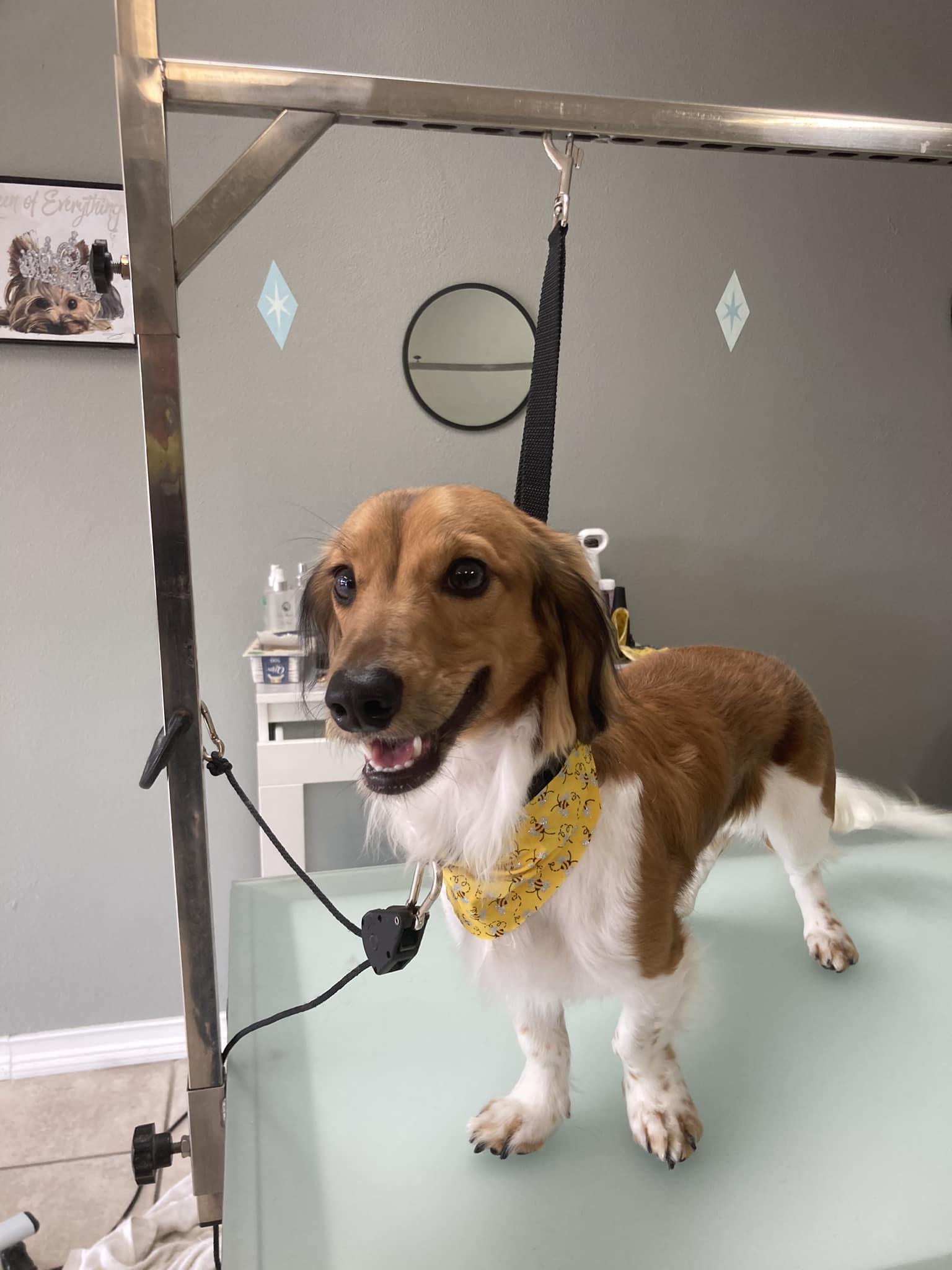 Pet Styles by Kyle | Maitland FL