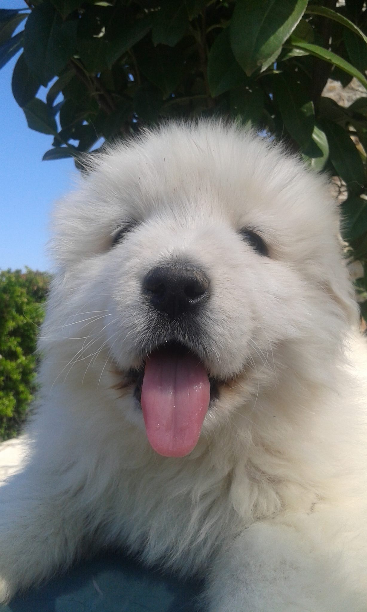 Cane da Pastore Maremmano Abruzzese Maremmasheepdog