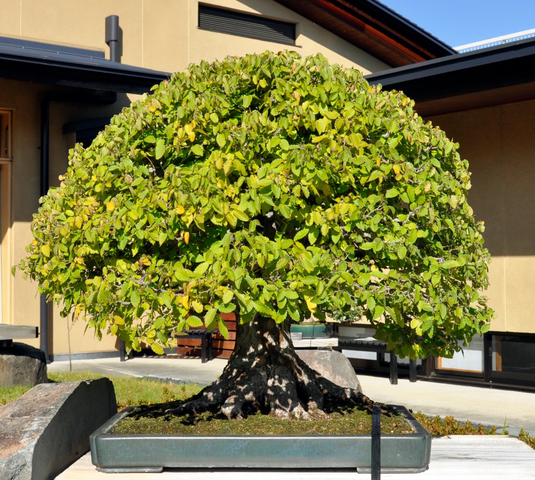 紅葉様