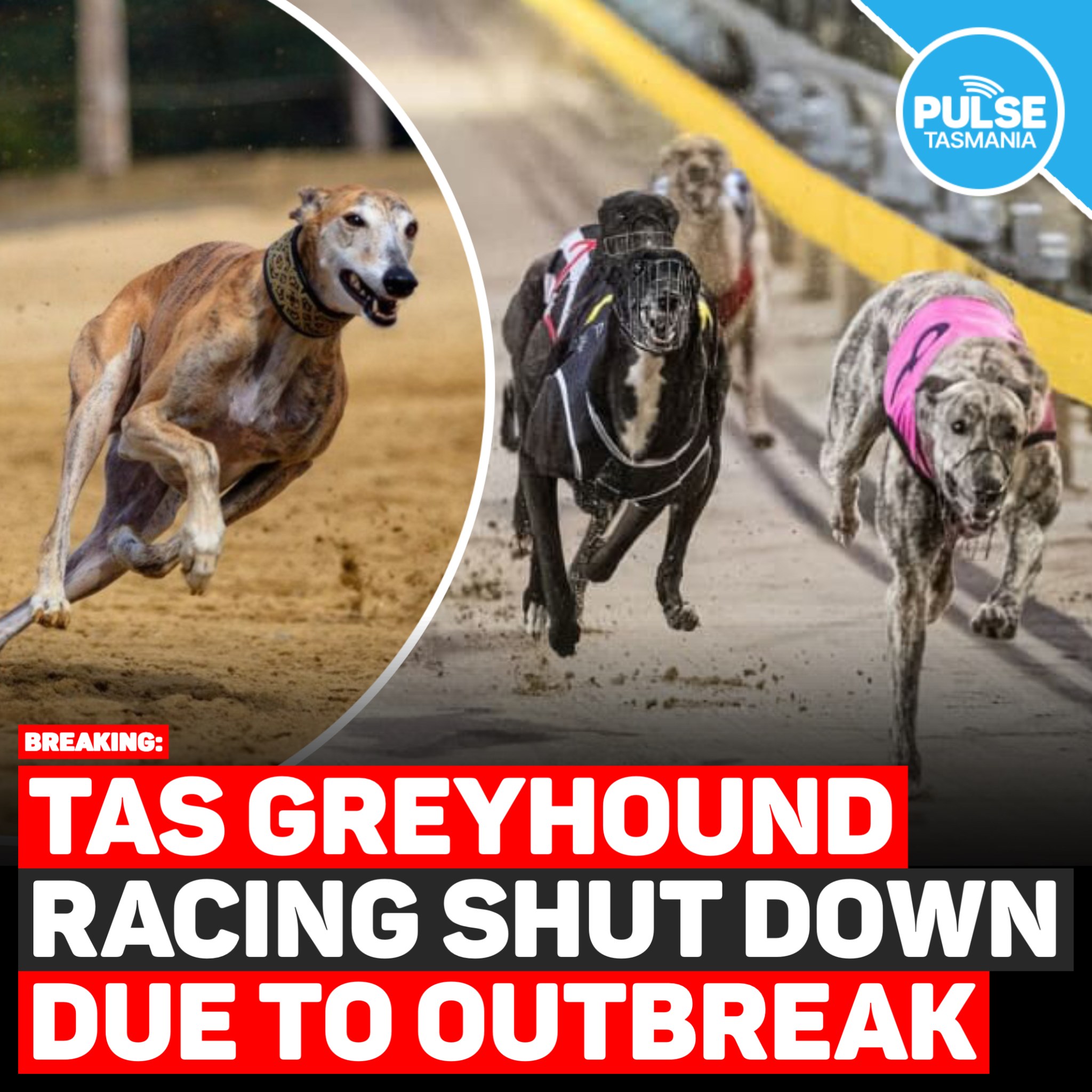 Pulse - #BREAKING: Tasmania’s greyhound racing industry has been shut ...
