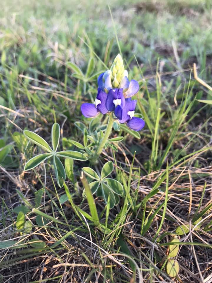 Blue Top Ranch