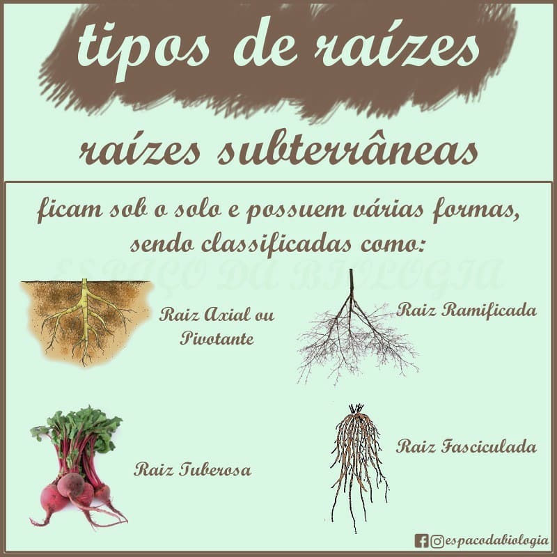 Raiz Fasciculada Raiz Fasciculada Imagens – Download Grátis No