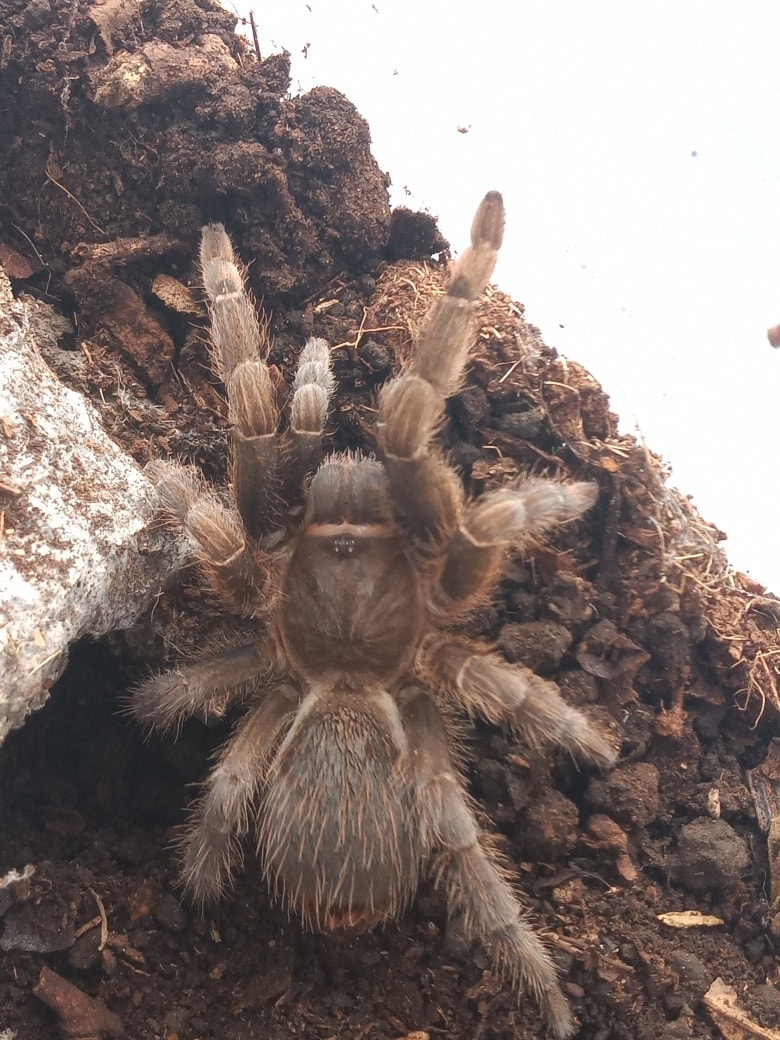 Tarántulas Costa Rica