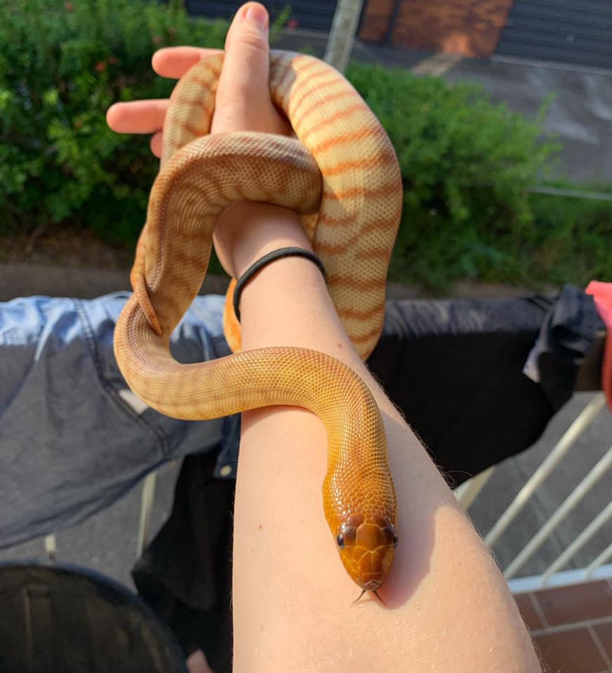 Exotic - Woma pythons are endemic to Australia and one of the most ...