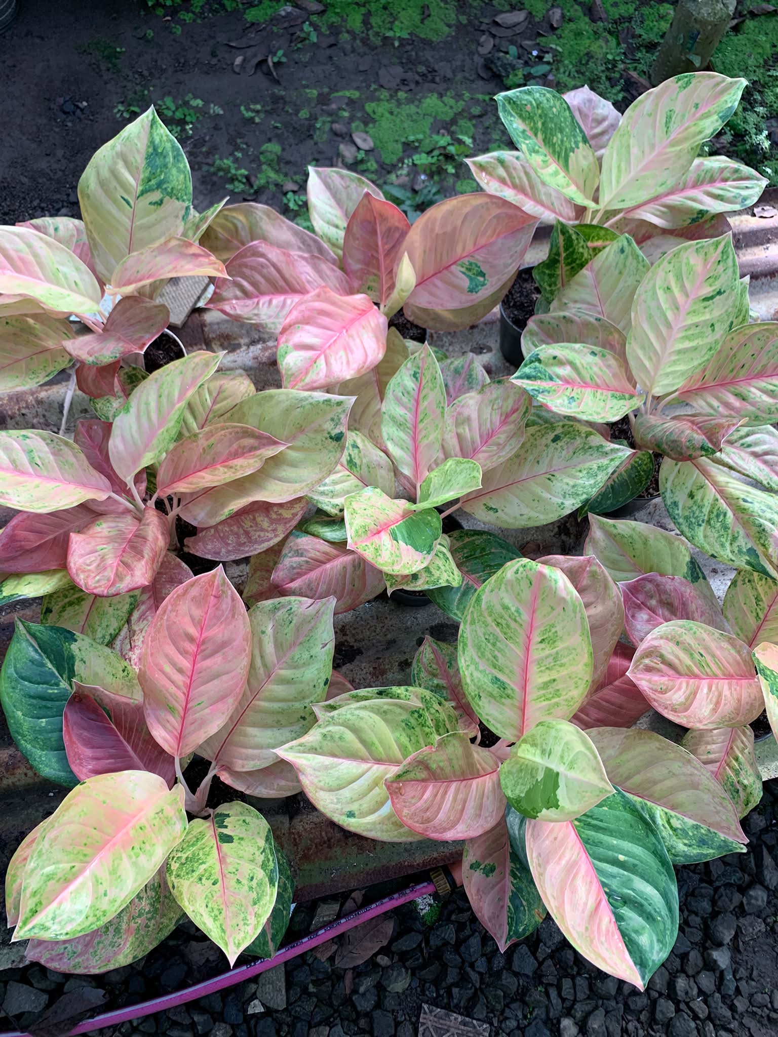 Very lush Aglaonema Sky Velvet #aglaonema #juanitosgarden