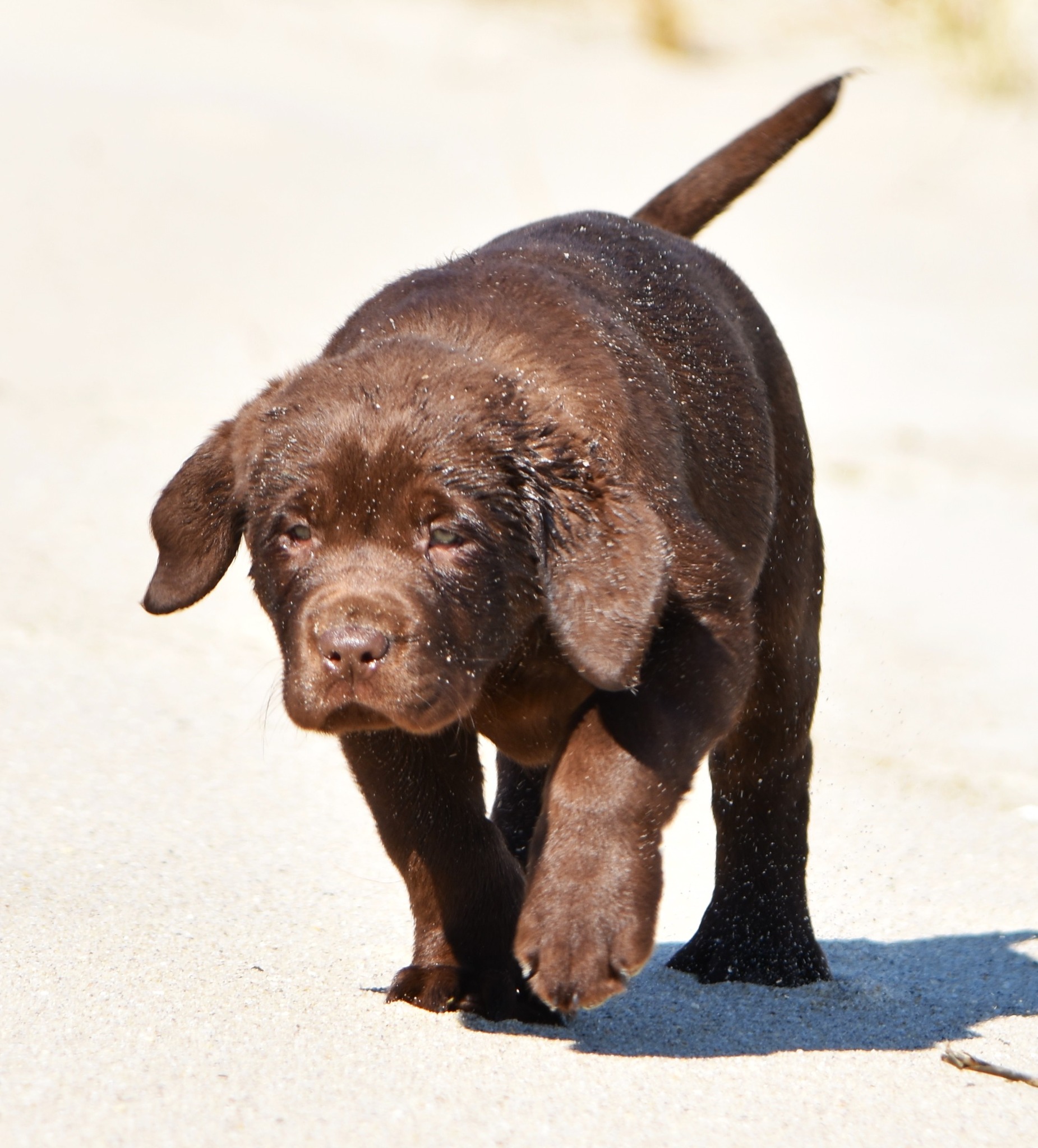Blue Ridge Lane... - Blue Ridge Lane Labrador Retrievers