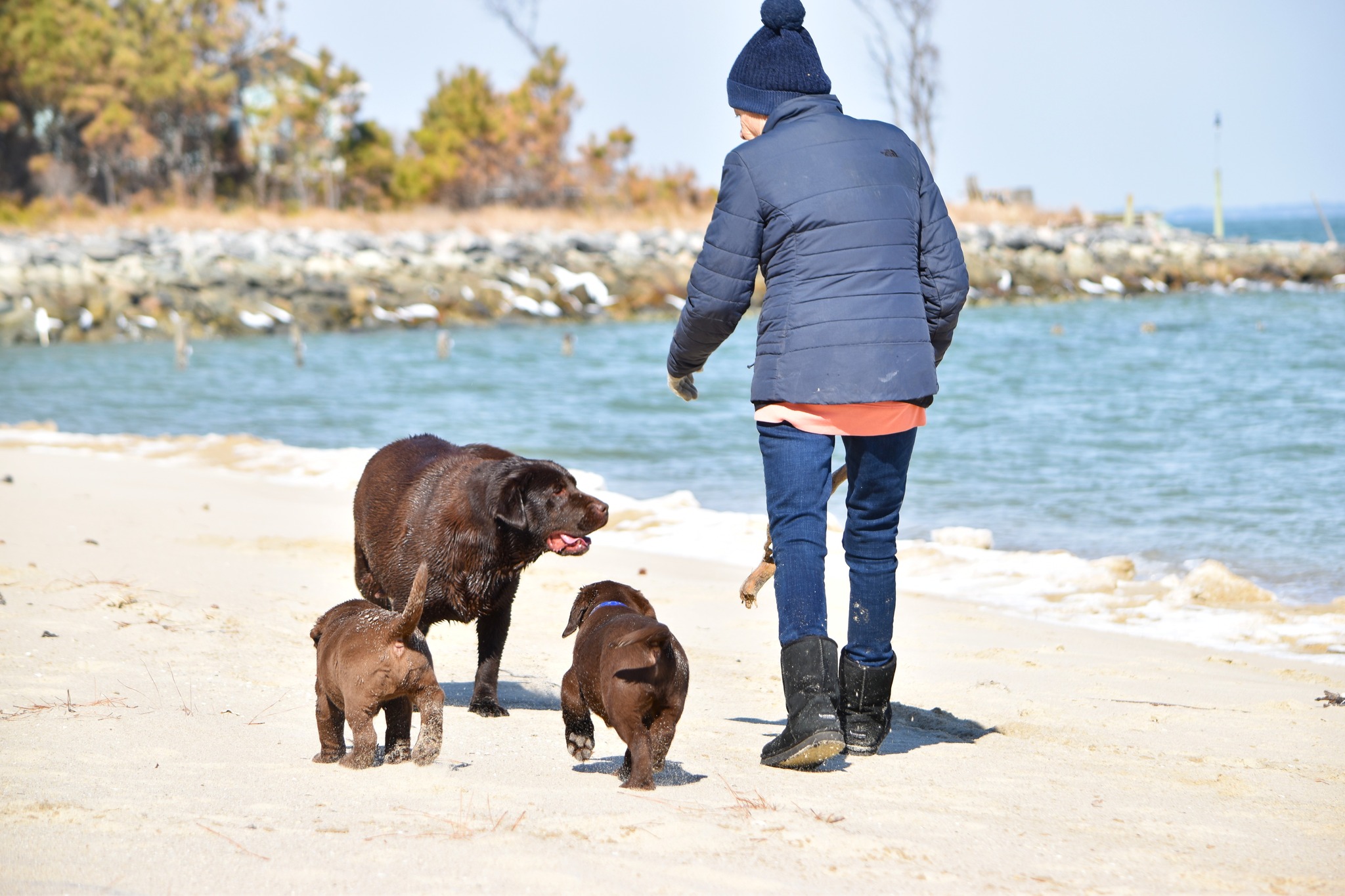 Blue Ridge Lane... - Blue Ridge Lane Labrador Retrievers