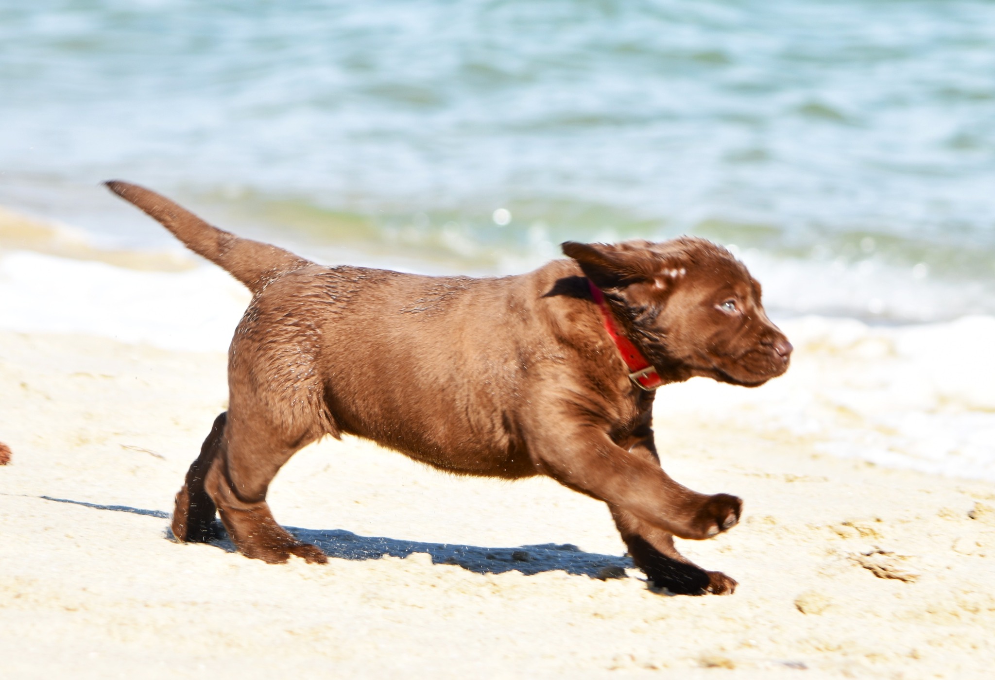 Blue Ridge Lane... - Blue Ridge Lane Labrador Retrievers