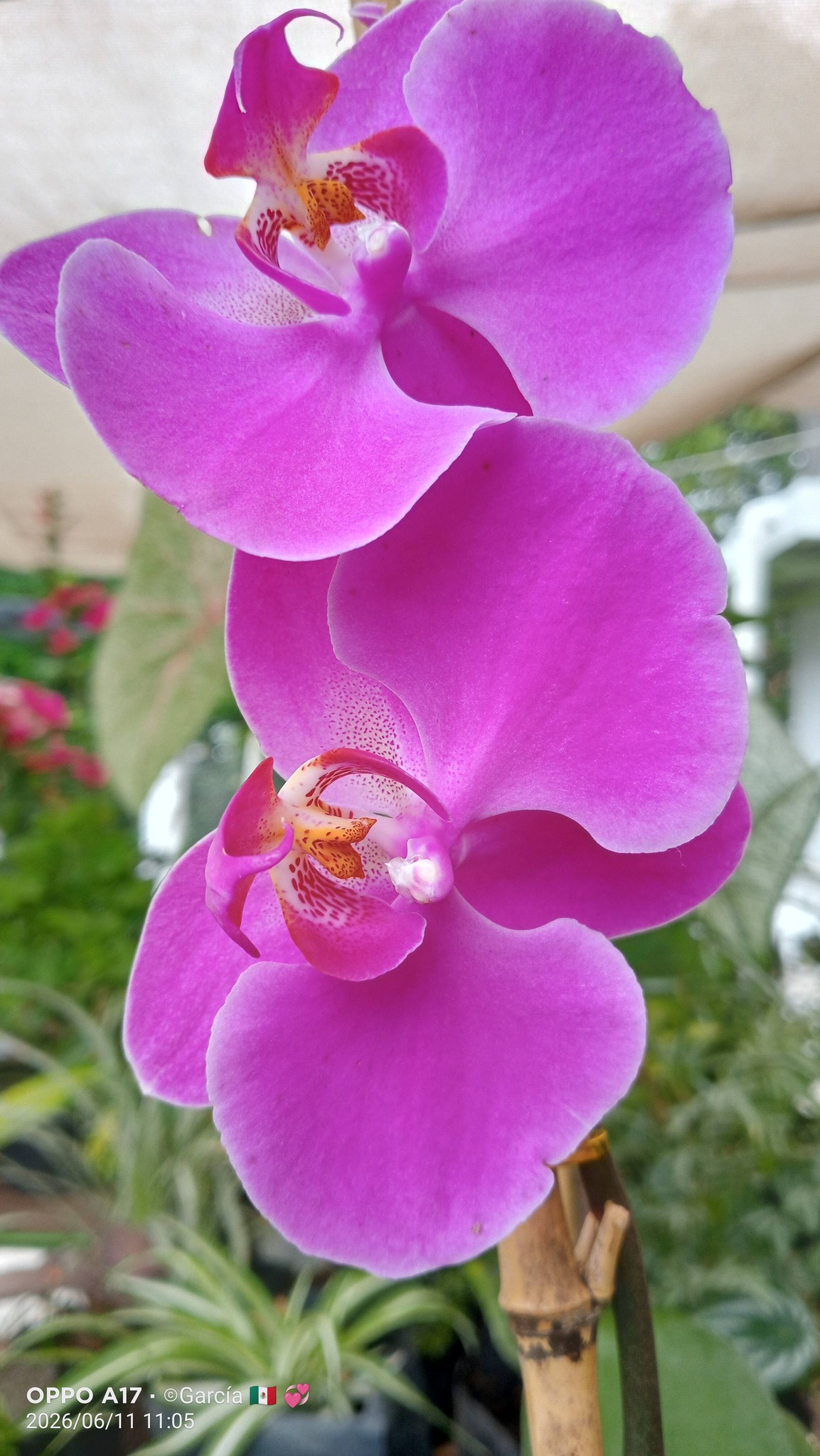 Orquídea Mariposa Blanca DECOALIVE – Planta Natural Para Interior Y Exterior, Maceta De 10 Cm, Ideal Para Hogar Y Oficina, Fácil De Cuidar