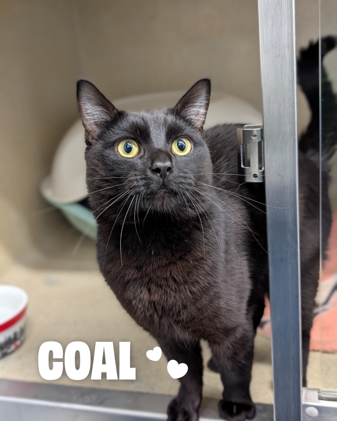People say black cats are unlucky but we think they're