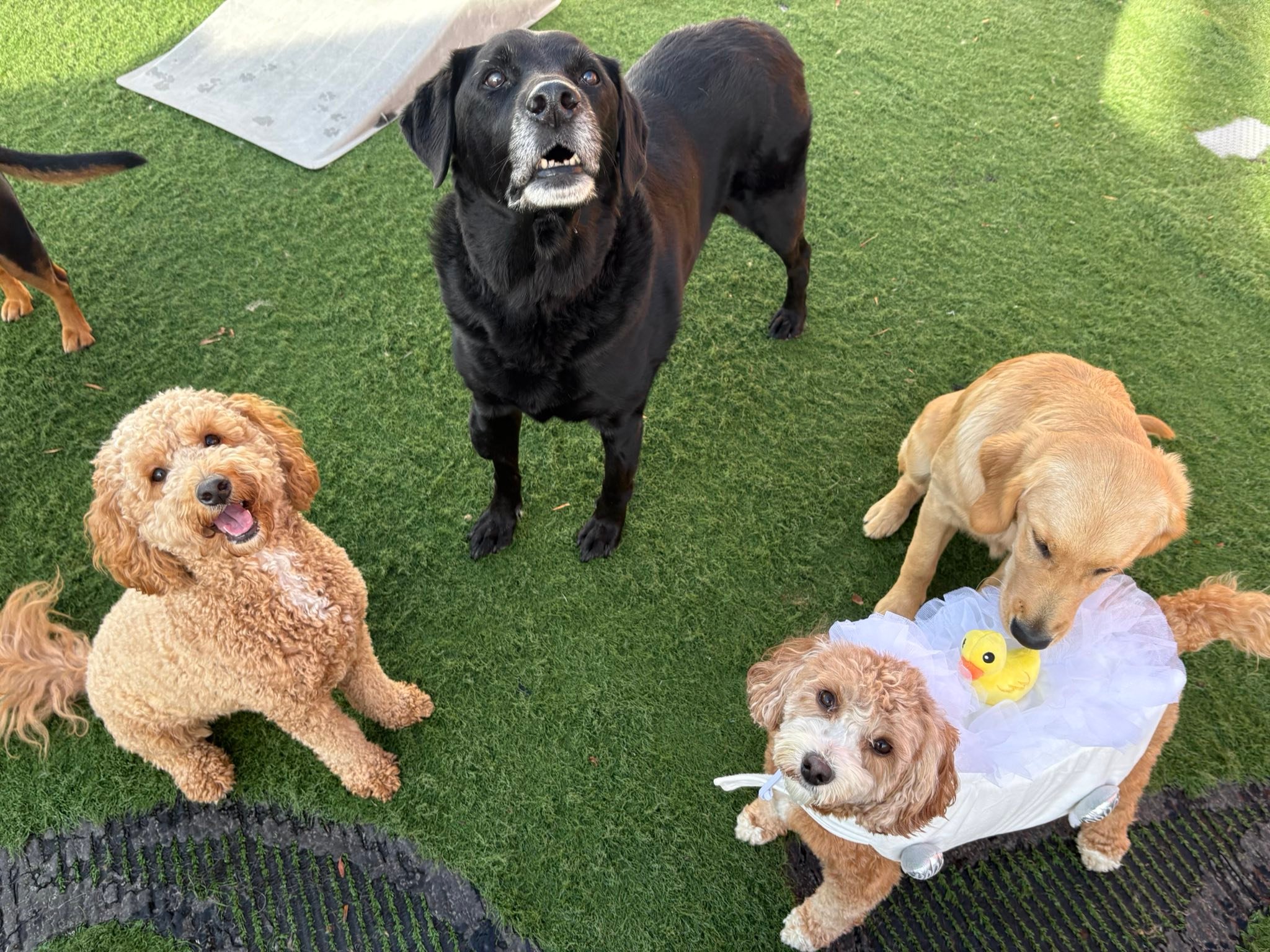 lucky-dog-luxury-lucky-dog-luxury-daycare-boarding