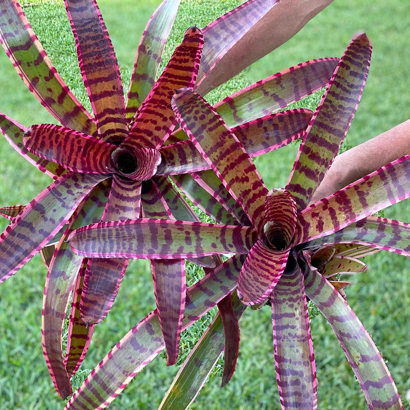 Neoregelia “Strike Force” by Skotak