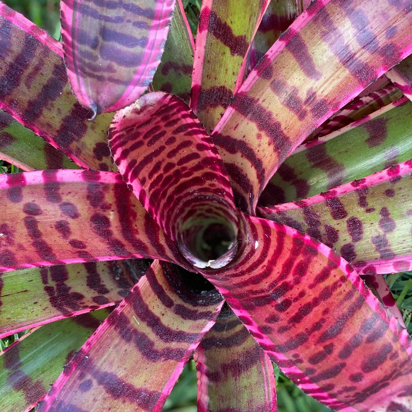 Neoregelia “Strike Force” by Skotak