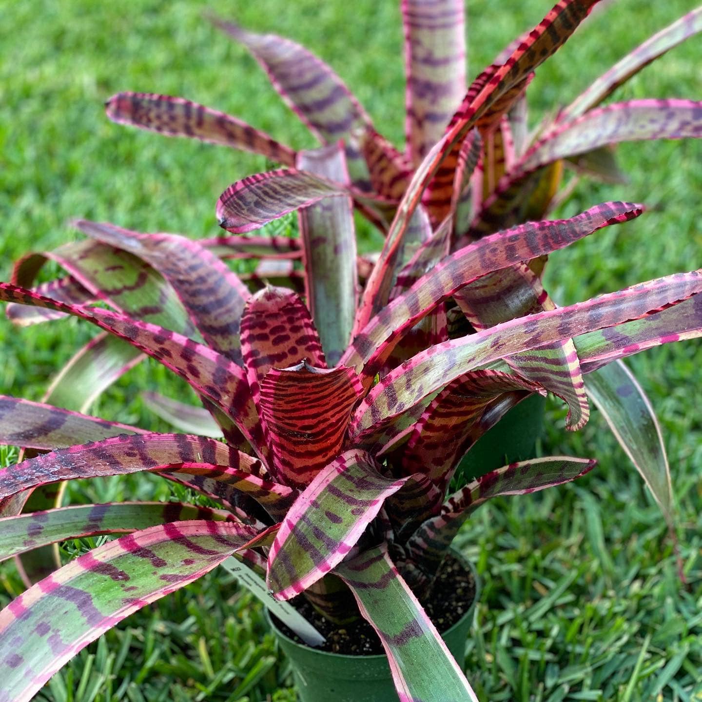 Neoregelia “Strike Force” by Skotak