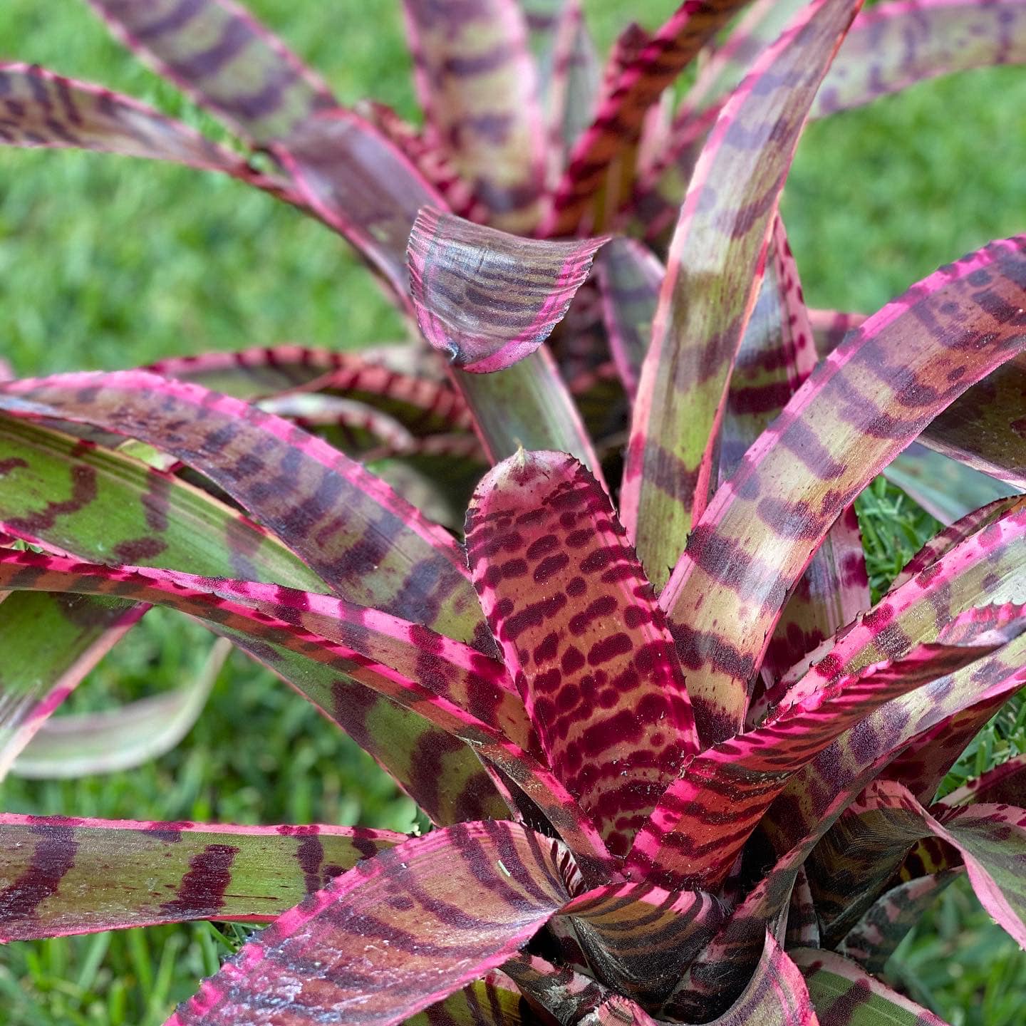 Neoregelia “Strike Force” by Skotak
