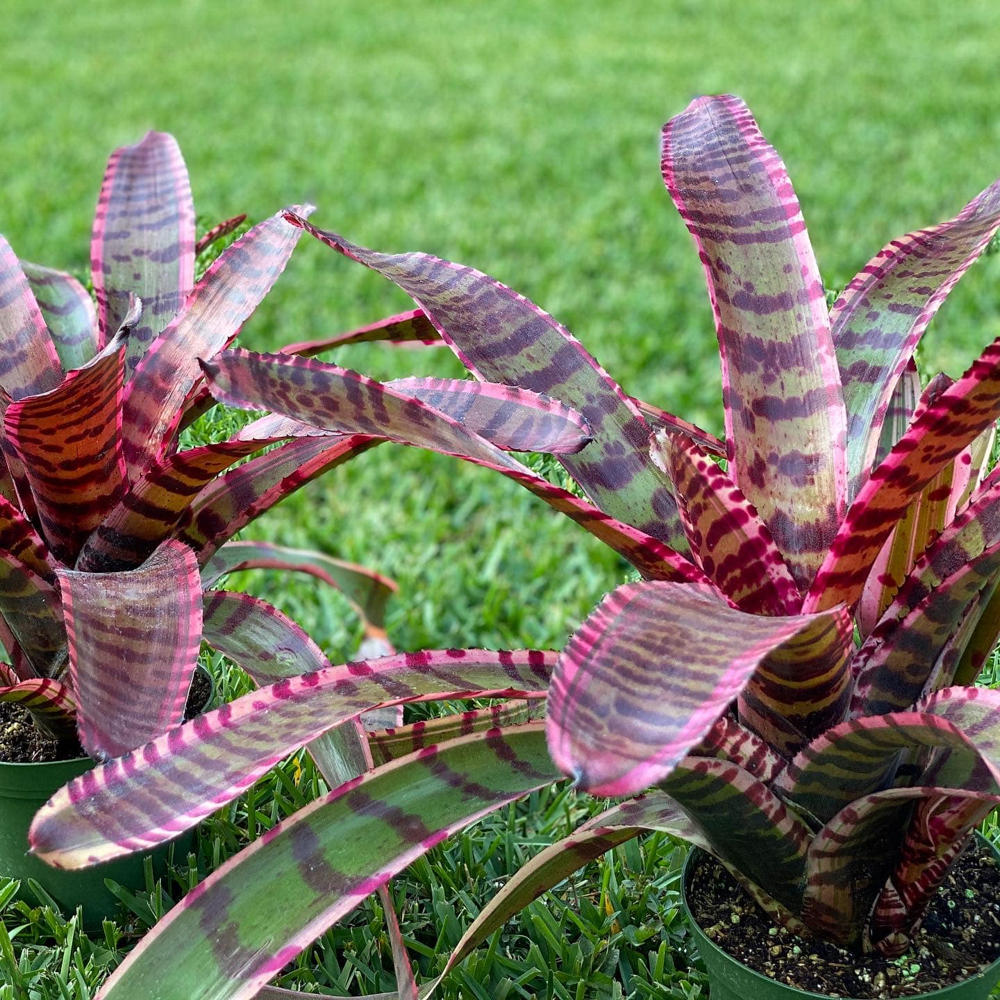 Neoregelia “Strike Force” by Skotak