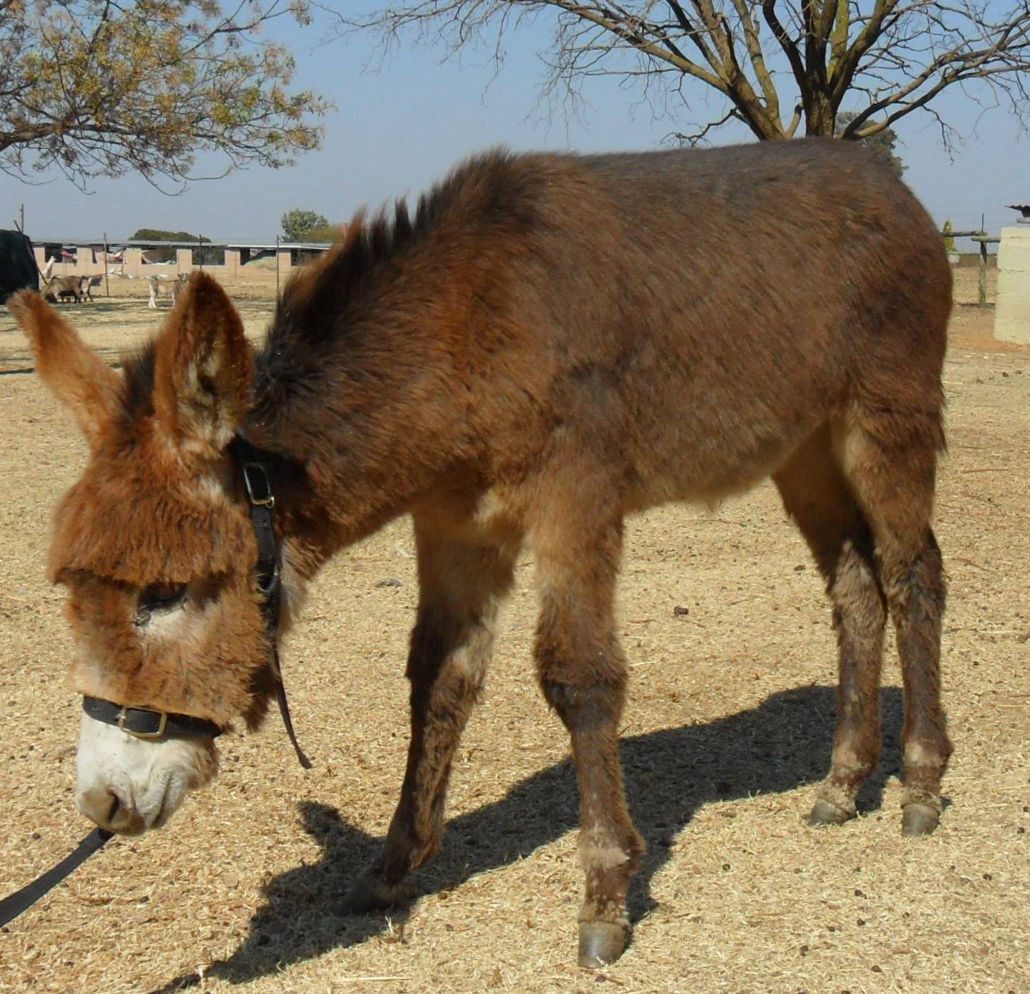 FOR SALE: Stunning Rusty Red... - Donkeys and Dwarf Goats SA