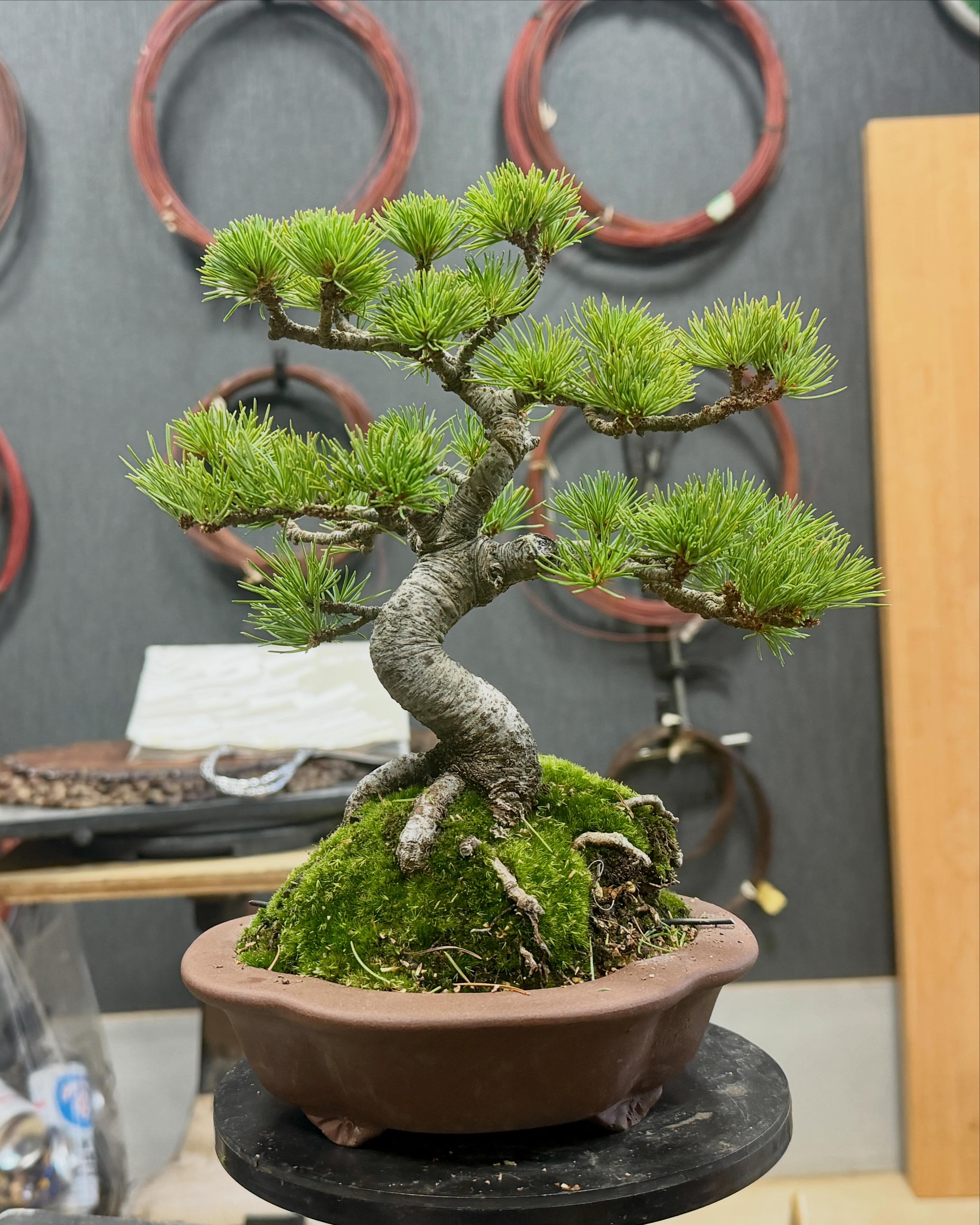 🍀那須娘（Nasumusume）🍀 この五葉松は、先日上野グリーンクラブ常設