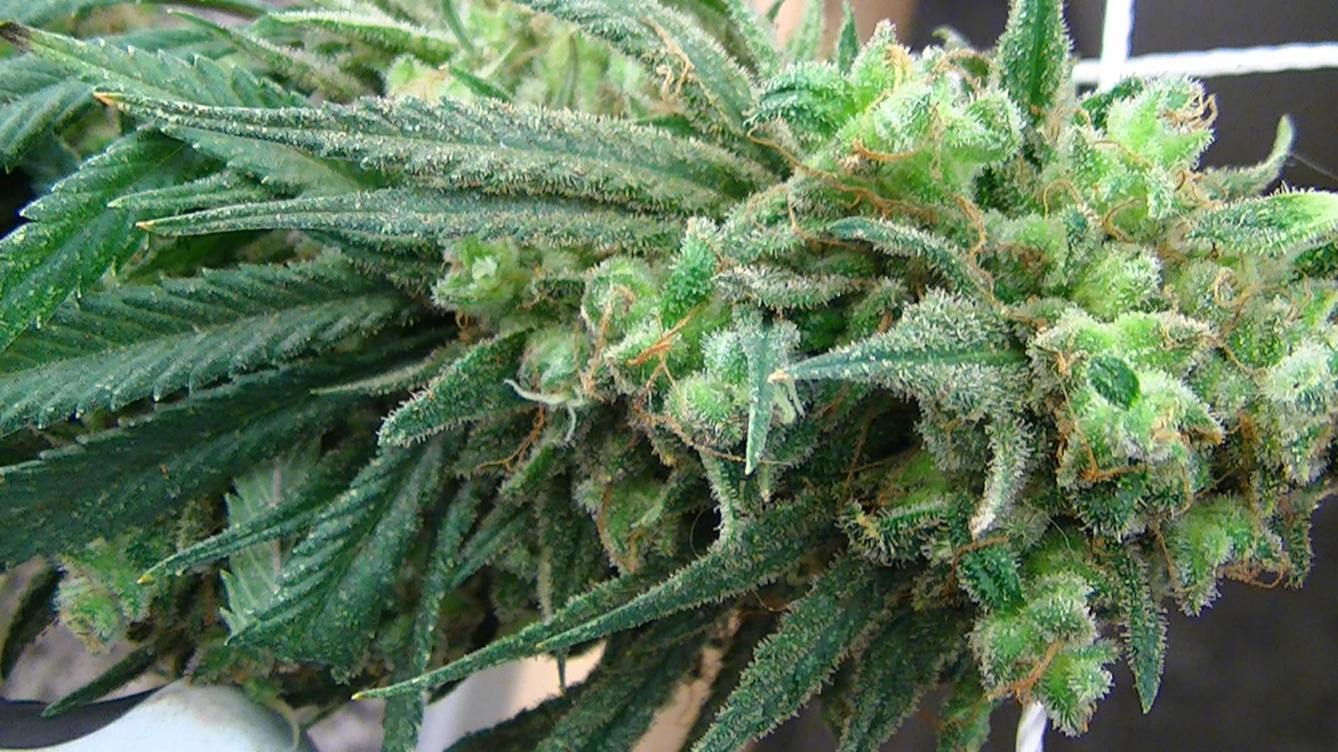 Weed Exchange SA