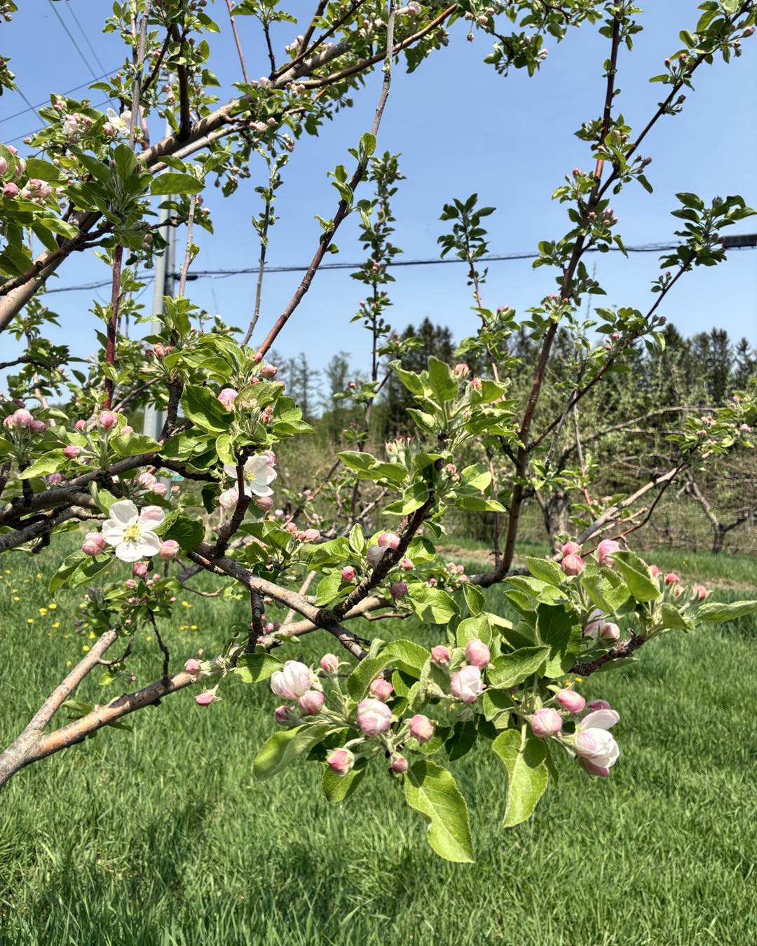 オホーツク・オーチャード（株）/北海道北見市のりんご園 (@apple
