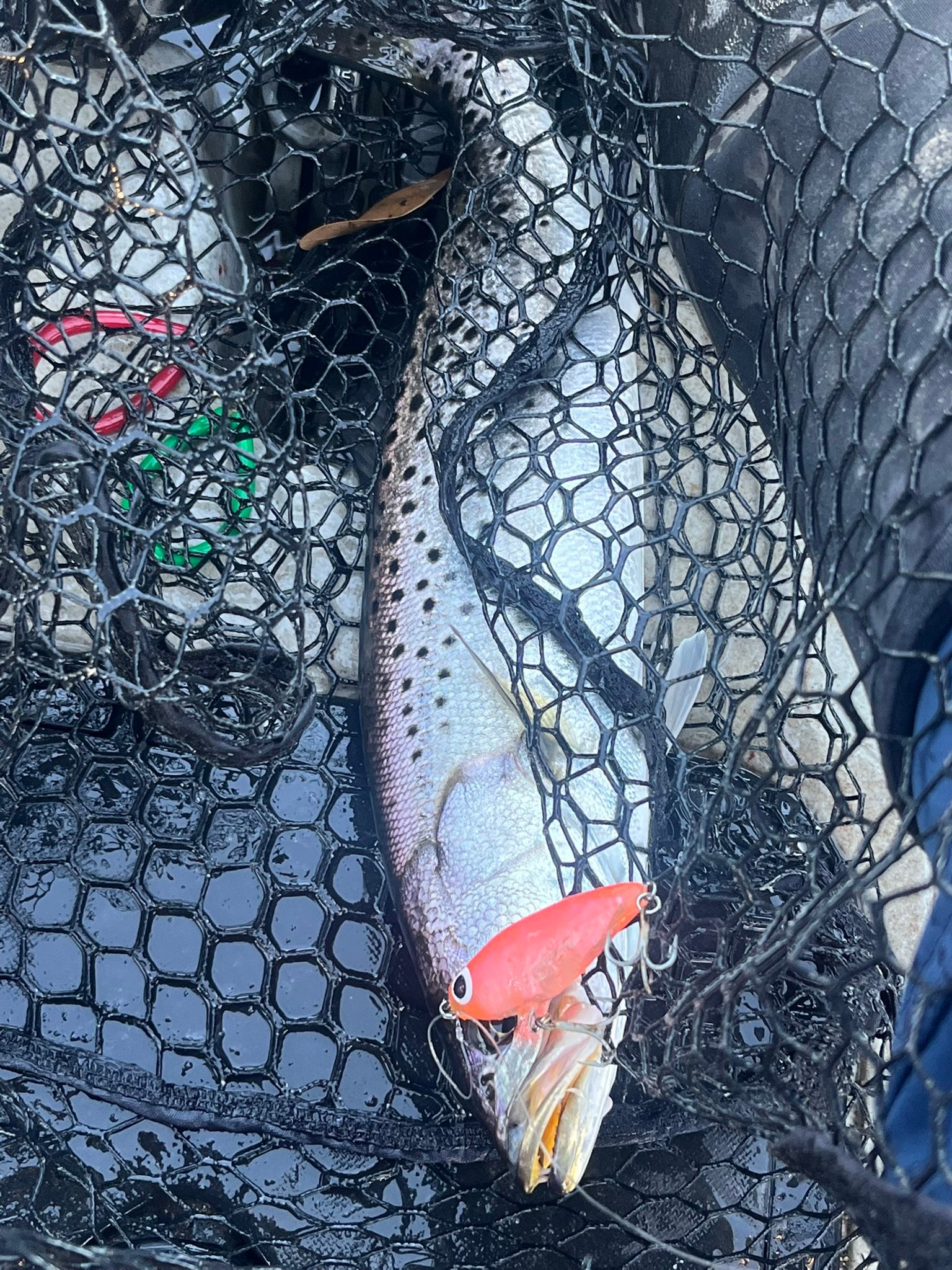 Pink was the color today caught on plenty more