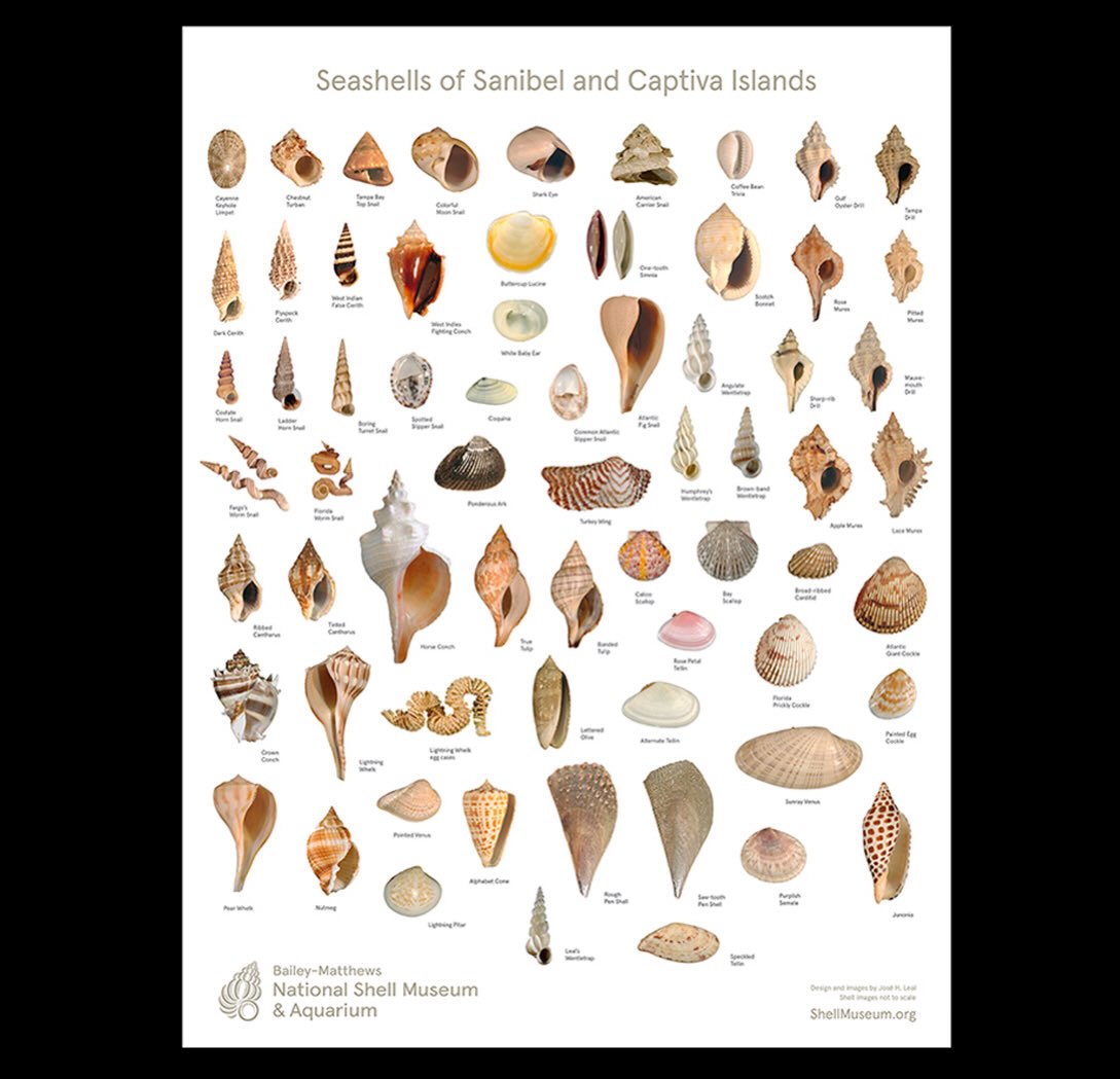 New “Seashells of Sanibel and Captiva Islands” poster: The new